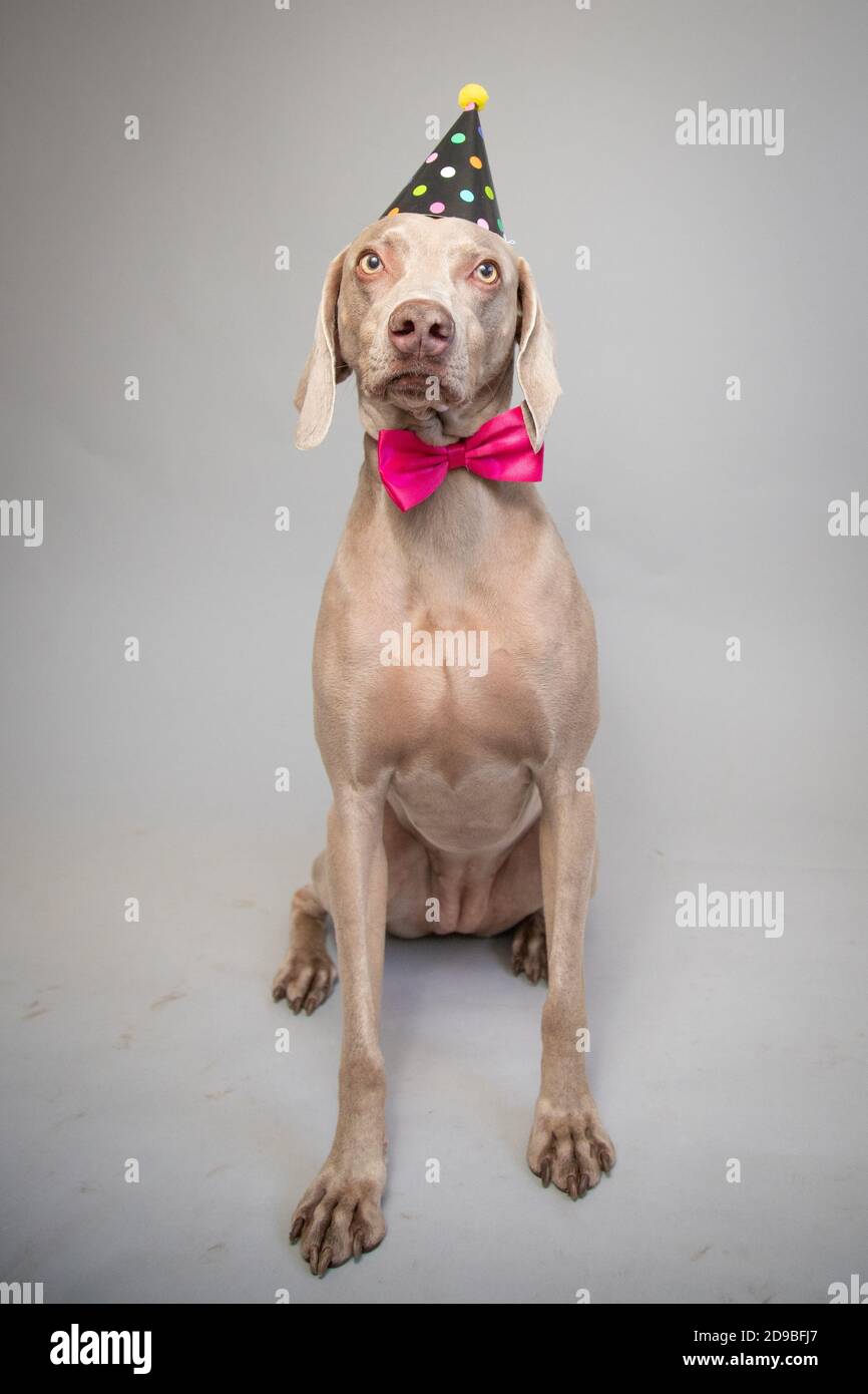 Portrait of a weimaraner wearing a bow tie and party hat Stock Photo