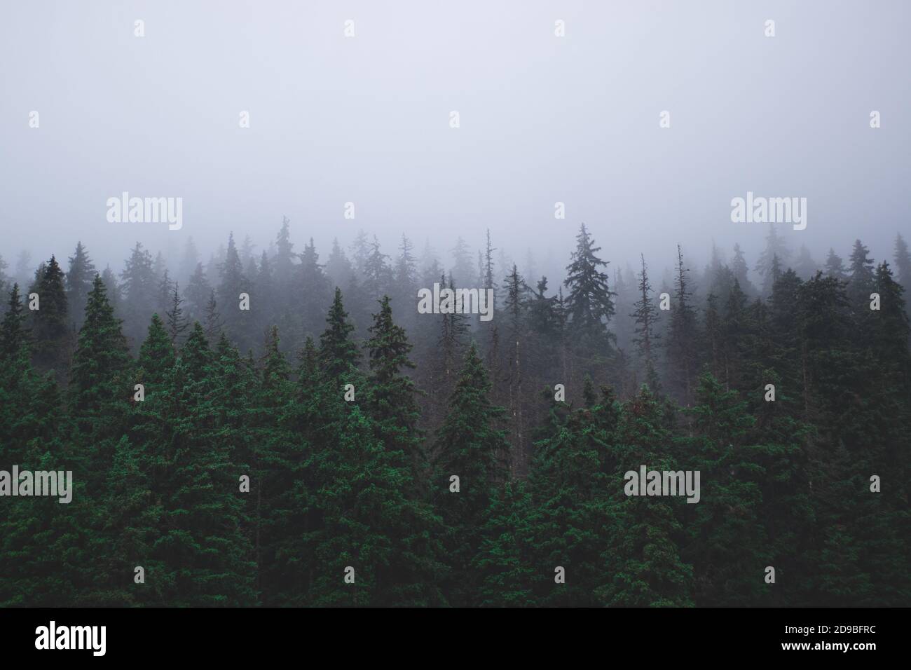 Foggy dark forest hi-res stock photography and images - Alamy