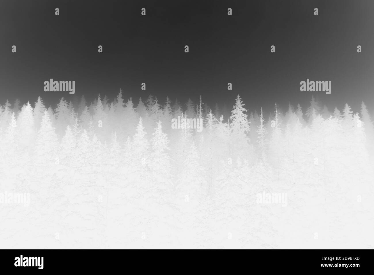 Color Inverted Forest Purple and dark colors Black and White Stock Photos & Images - Alamy