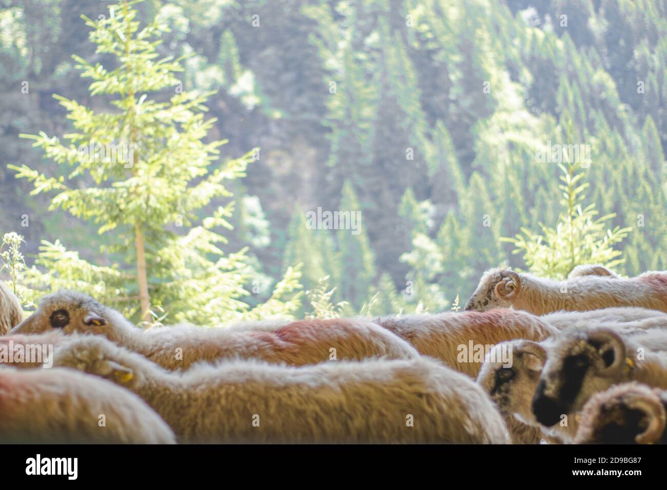 Flock of sheep, green forest in the background, nature Stock Photo - Alamy