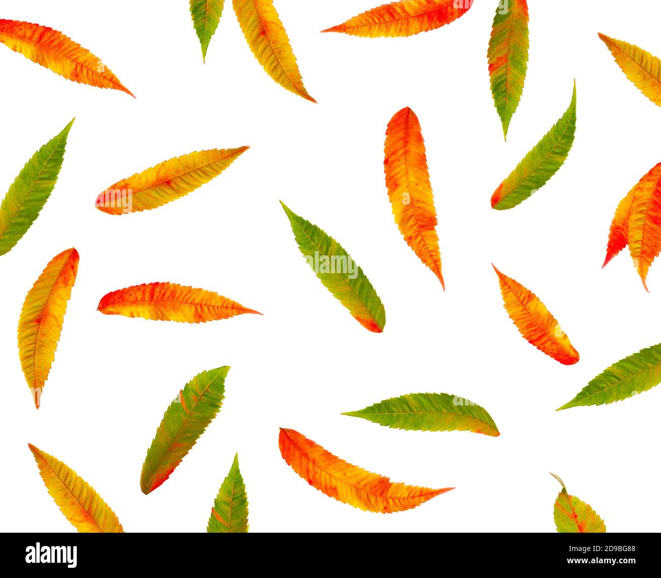 Autumn leaves on a white background Stock Photo