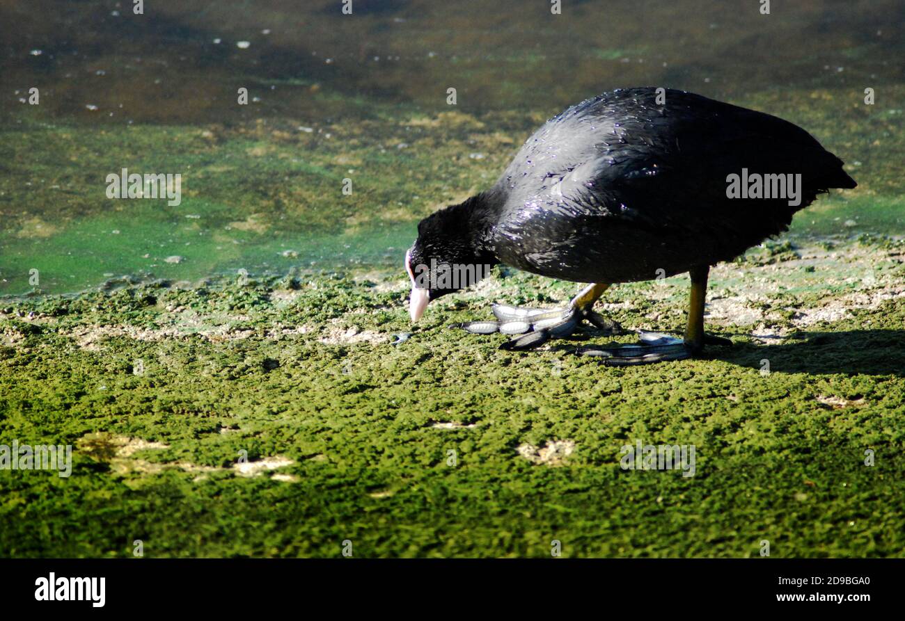Eurasian coot (Fulica atra) from the rail and crake family,  a water bird, known as Common Coot or Australian Coot. Omnivorous bird, feeding on algae. Stock Photo