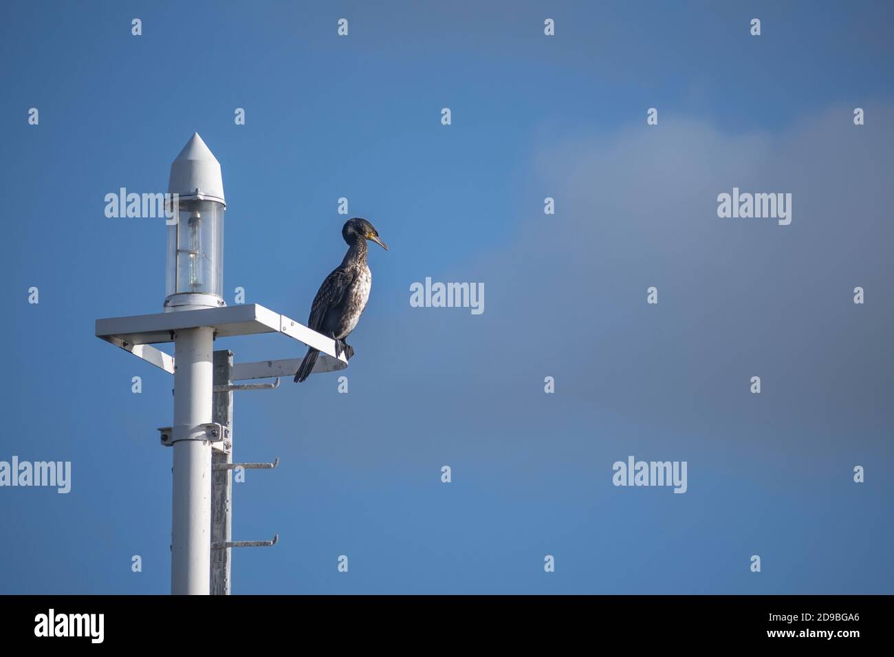 Great cormorant (Phalacrocorax carbo) is sitting on a modern streetlamp, the seabird is also known as black shag, blue sky with large copy space Stock Photo
