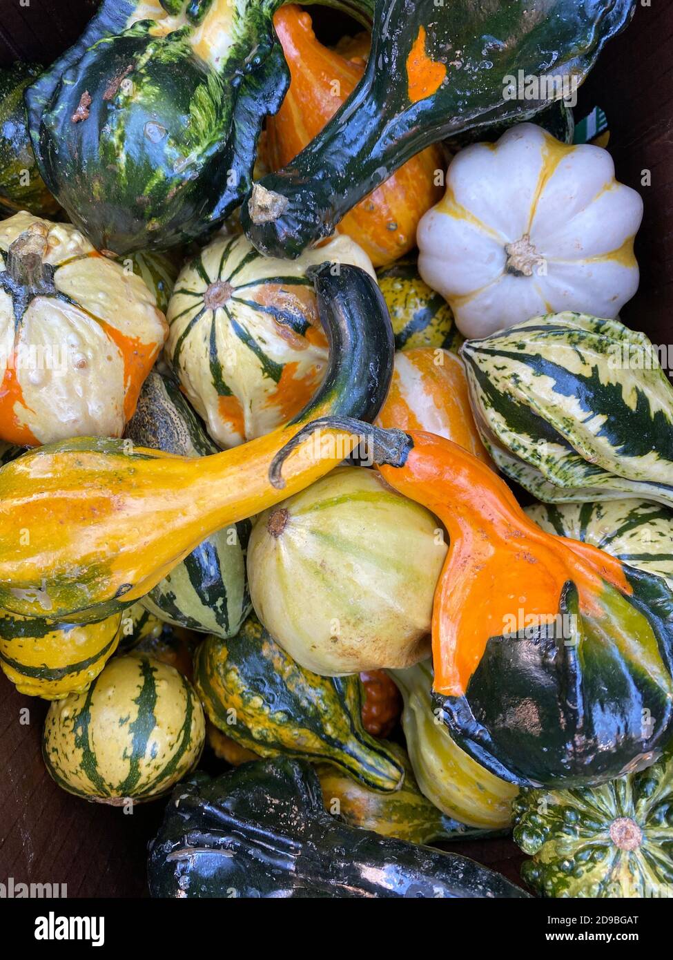Ornamental gourds Stock Photo Alamy