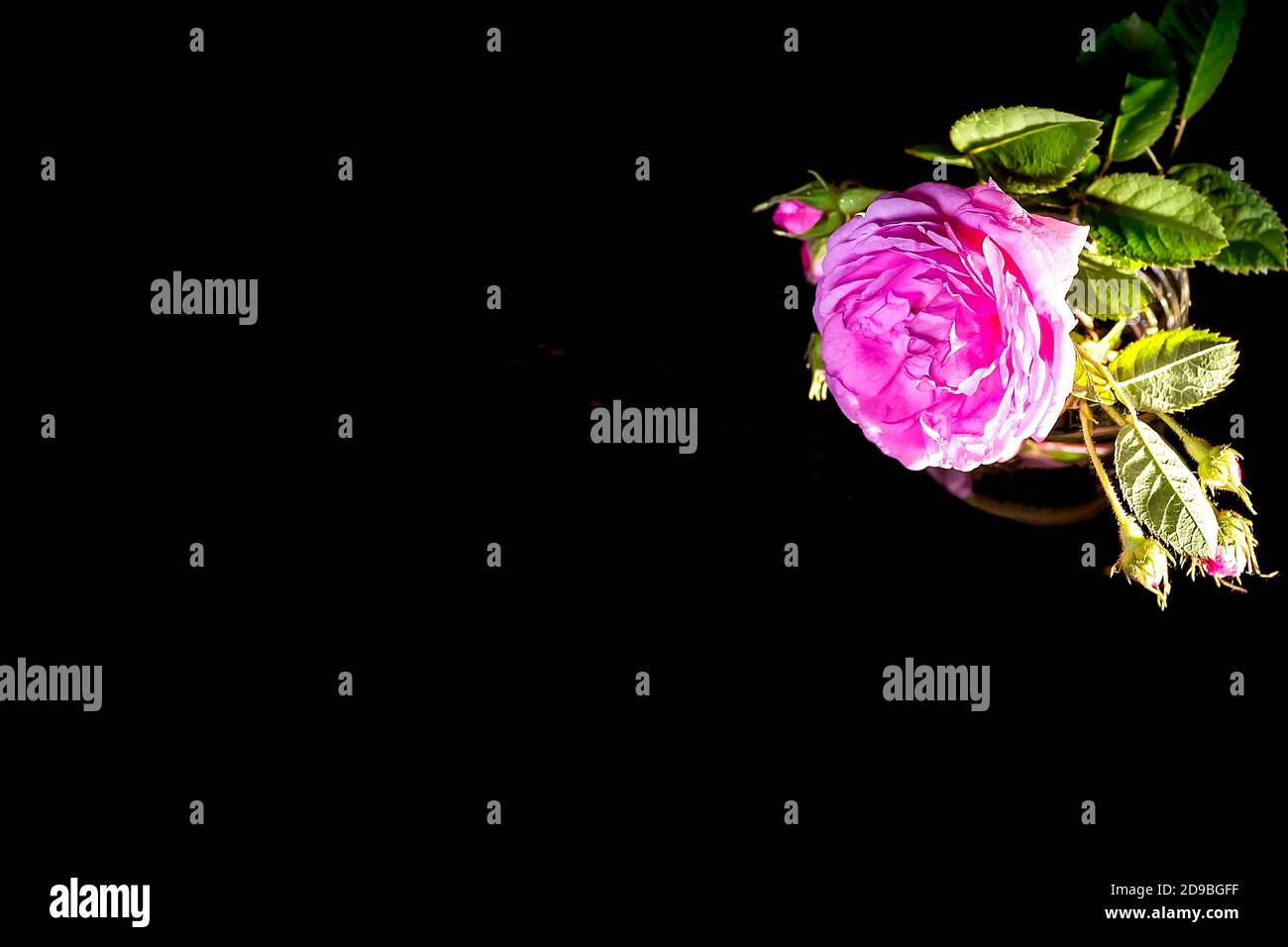 A branch of a pink tea rose. Dark background. Place the text next to a small bouquet of pink tea roses. Pink rosehip. Stock Photo