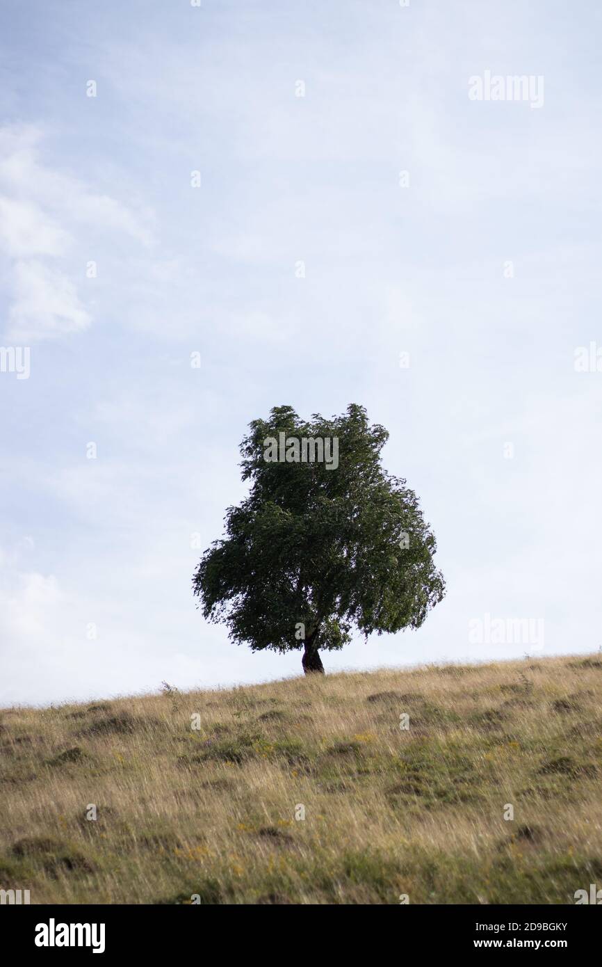 Single Tree on land field, day light Stock Photo