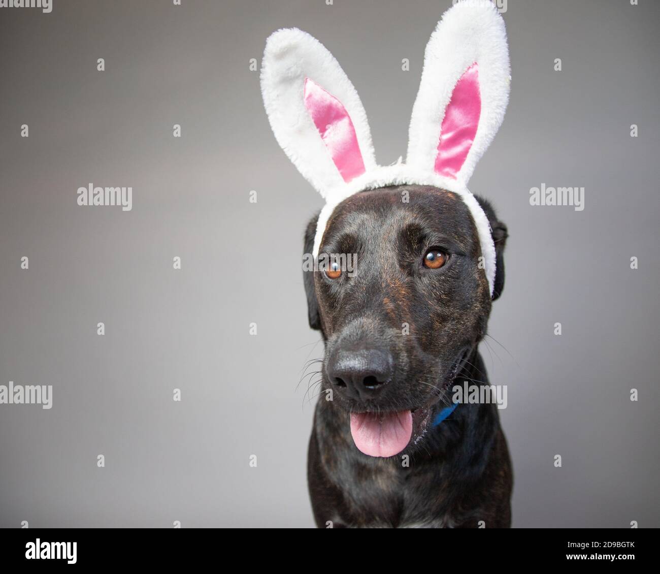Portrait of a labrador retriever wearing bunny ears Stock Photo