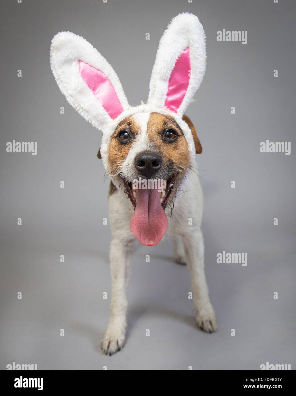 Portrait of a jack russell wearing bunny ears Stock Photo