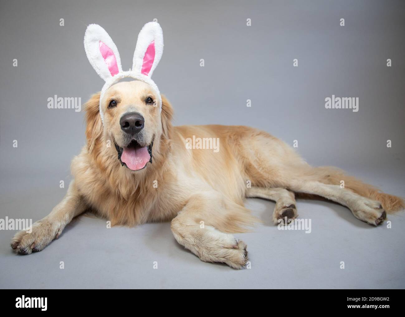 Portrait of a golden retriever wearing bunny ears Stock Photo