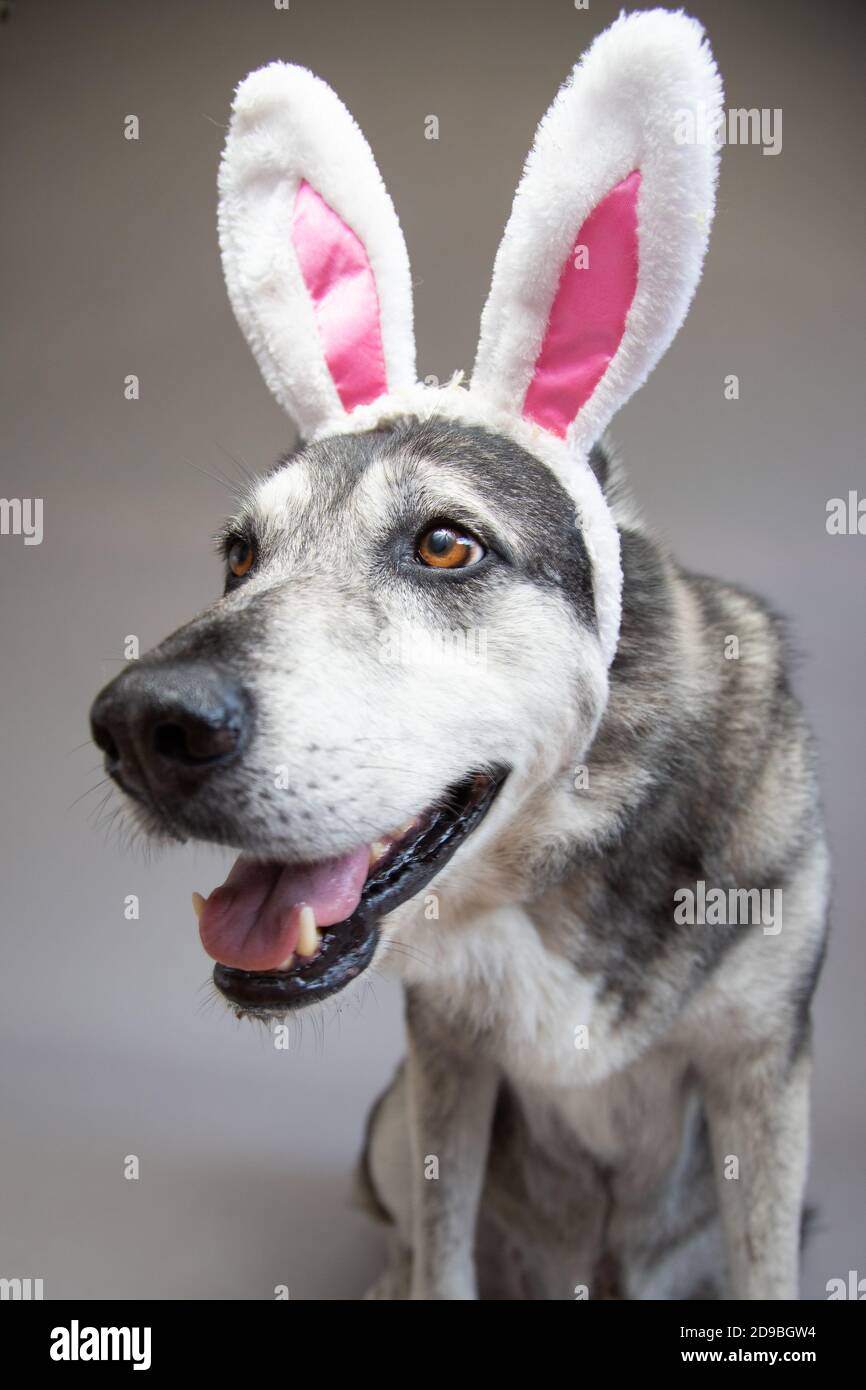 Portrait of a German shepherd wearing bunny ears Stock Photo