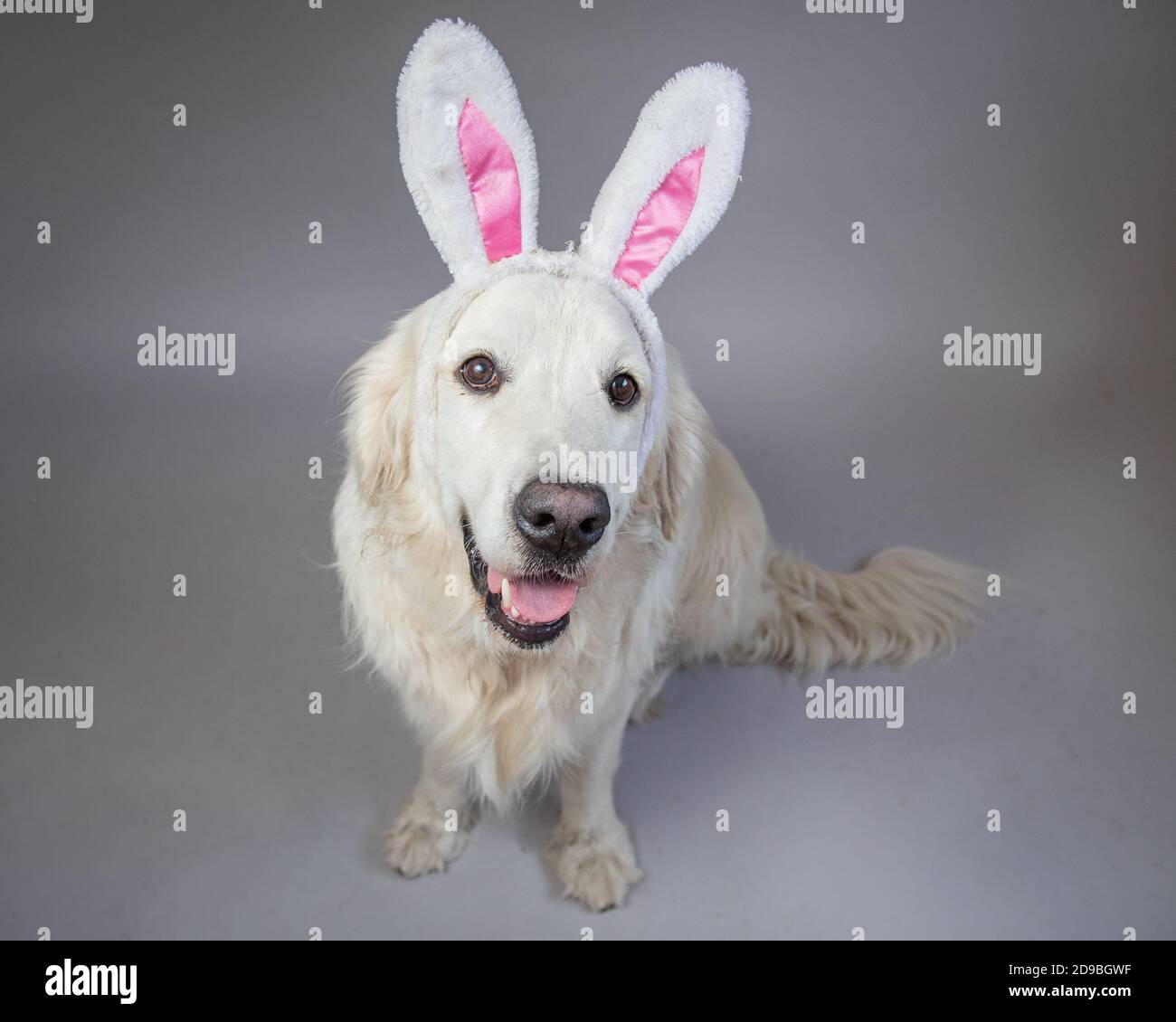 Portrait of an English cream golden retriever wearing bunny ears Stock Photo
