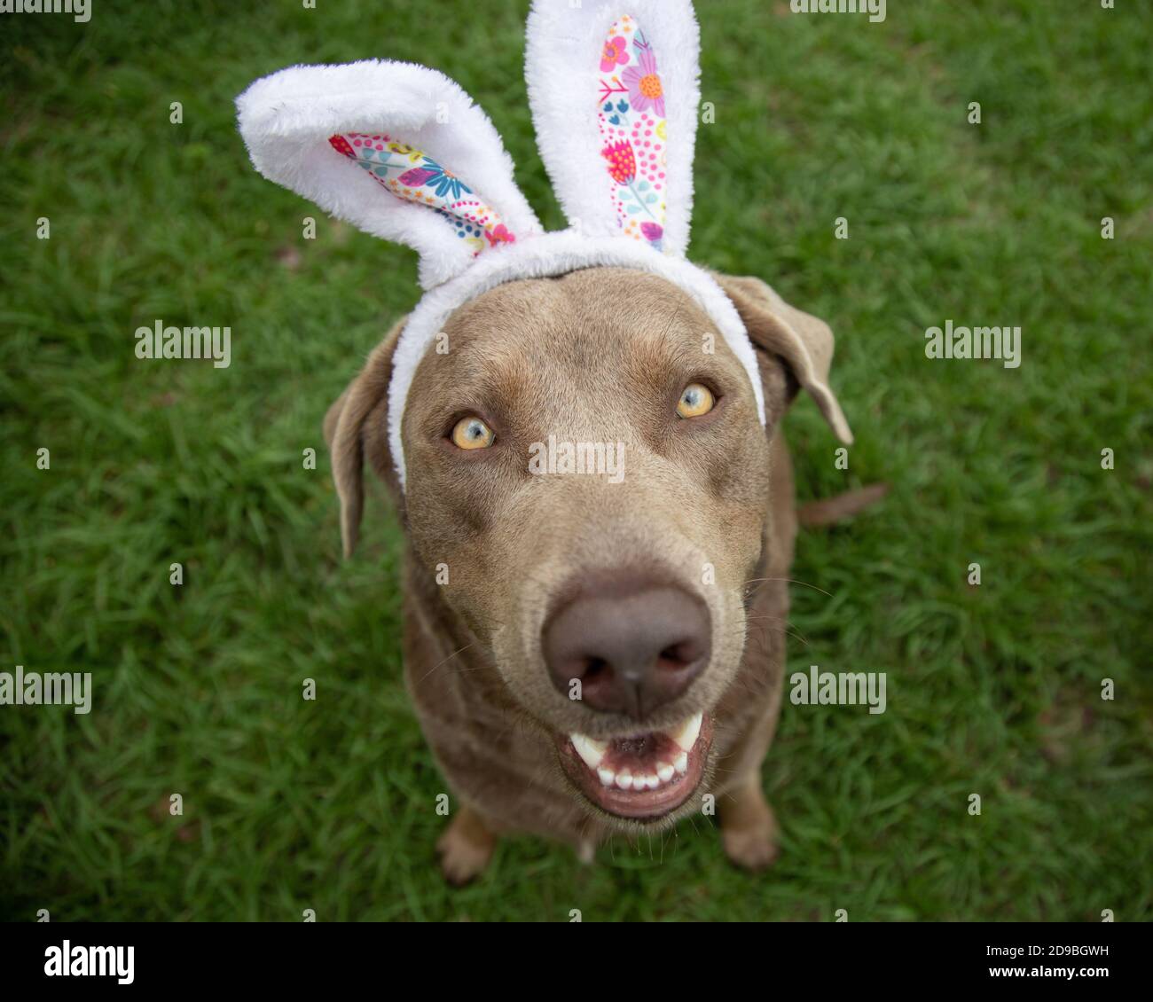 Portrait of a silver labrador retriever wearing bunny ears Stock Photo