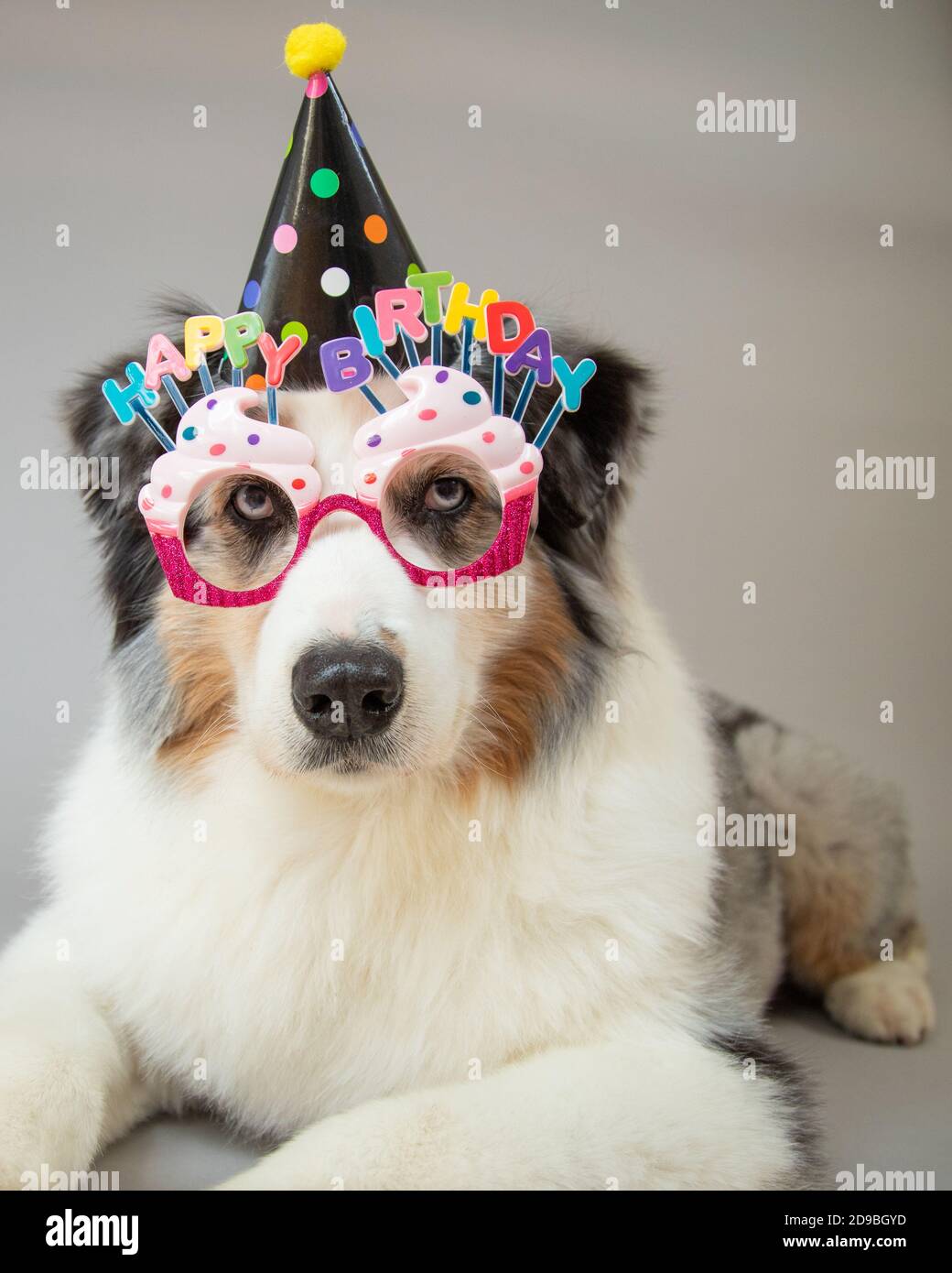 Portrait of an Australian shepherd wearing a party hat and novelty glasses Stock Photo