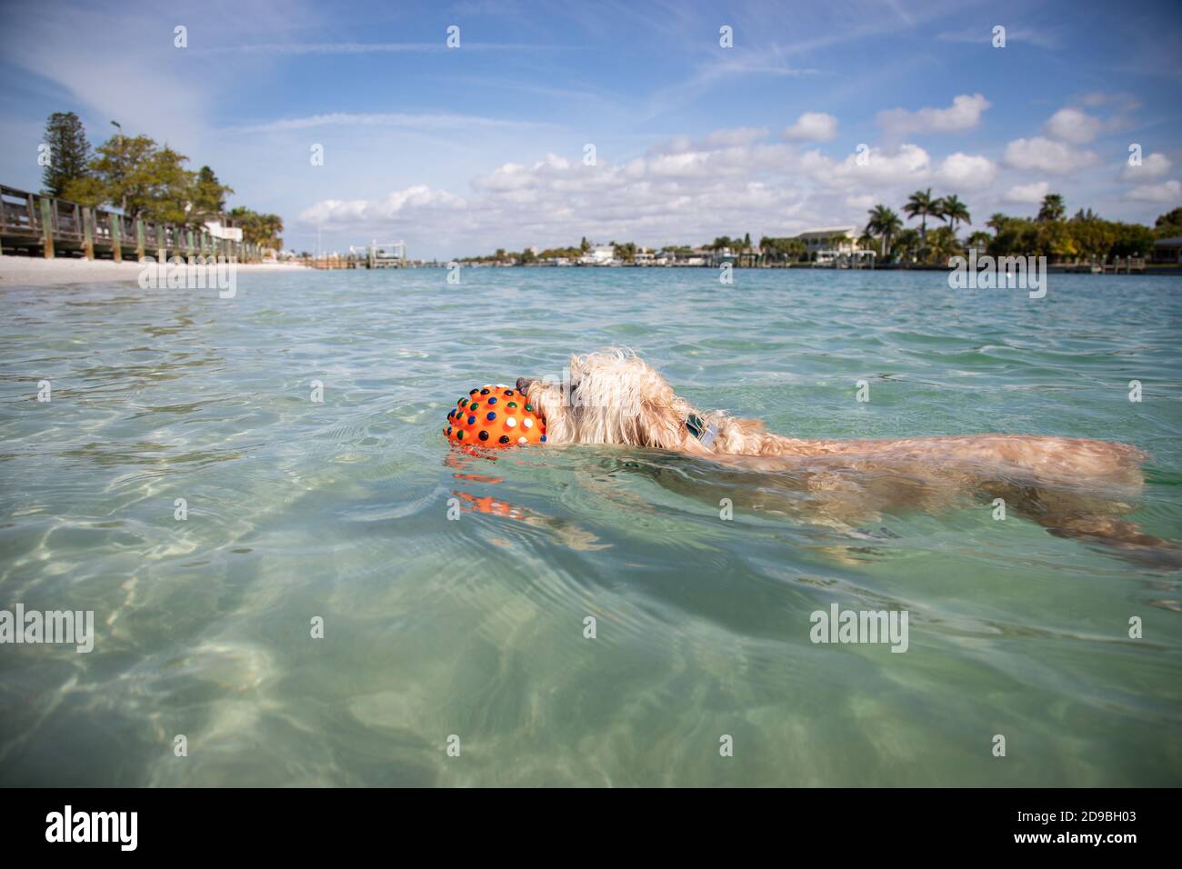 Cockapoo swimming in the ocean with a ball, Florida, USA Stock Photo