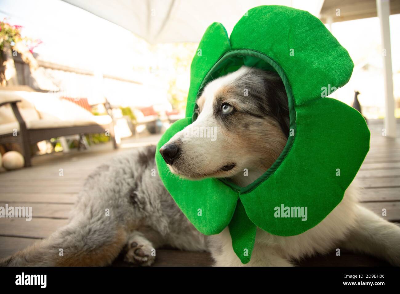 Portrait of an Australian shepherd wearing a St Patrick's Day four leaf ...