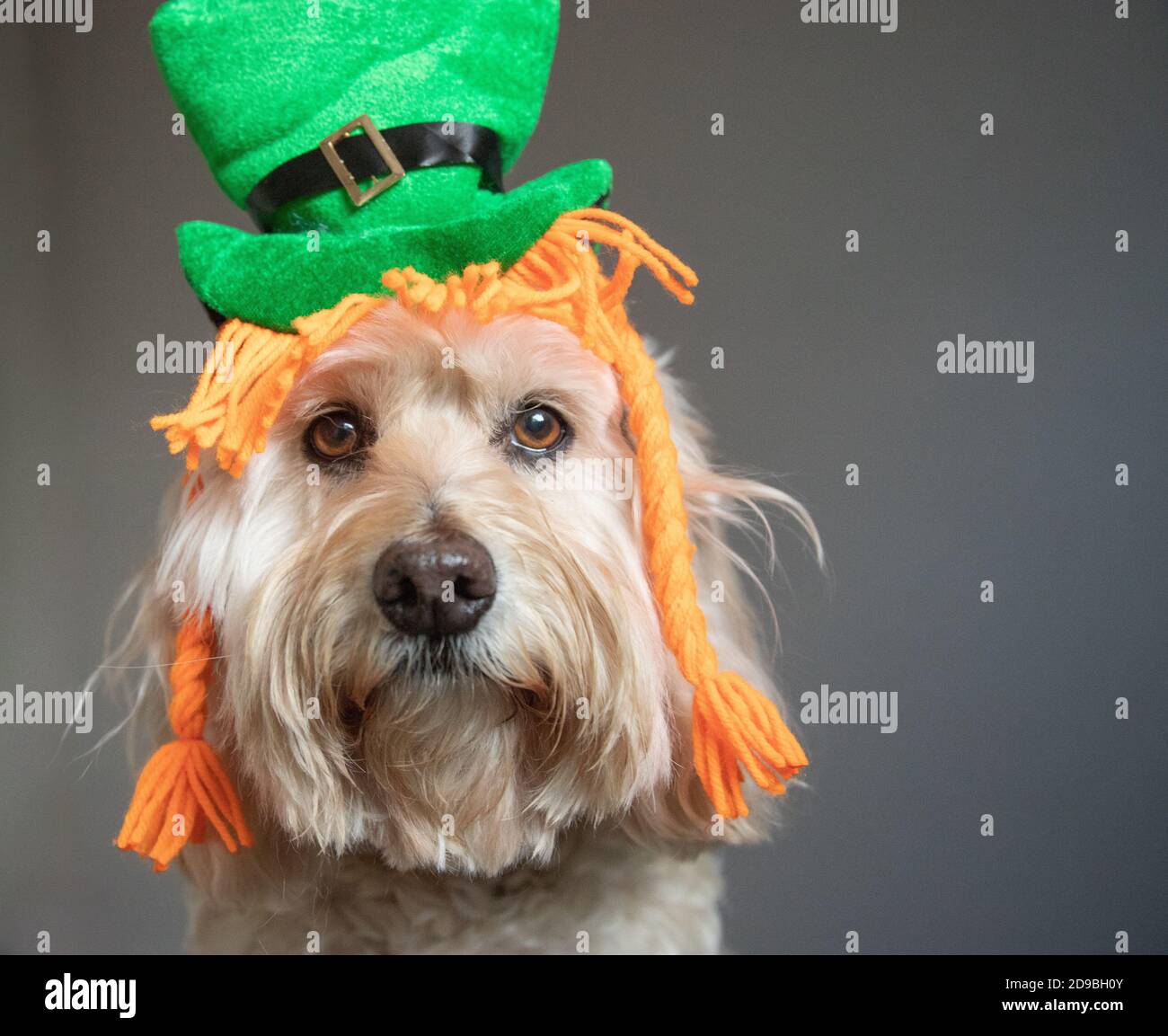 Portrait of a cockapoo dressed as a St Patrick's Day leprechaun Stock Photo