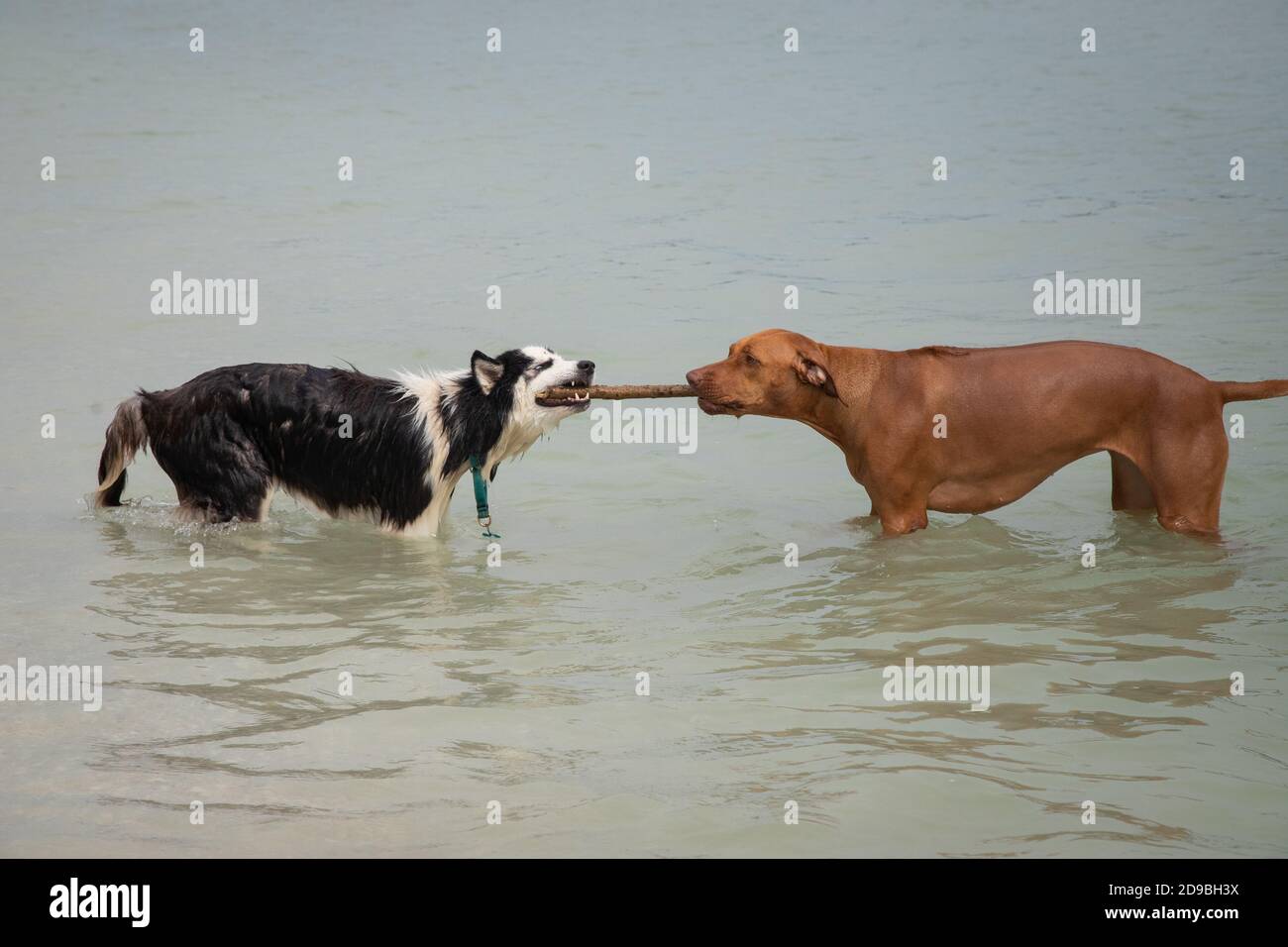 Siberian Husky and a Rhodesian Ridgeback having a tug of war in ocean, Florida, USA Stock Photo