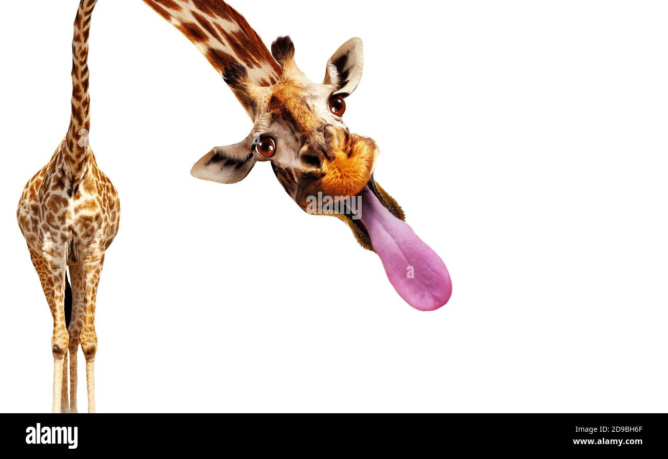 Funny photo of giraffe stick out longue tongue isolated on white Stock Photo