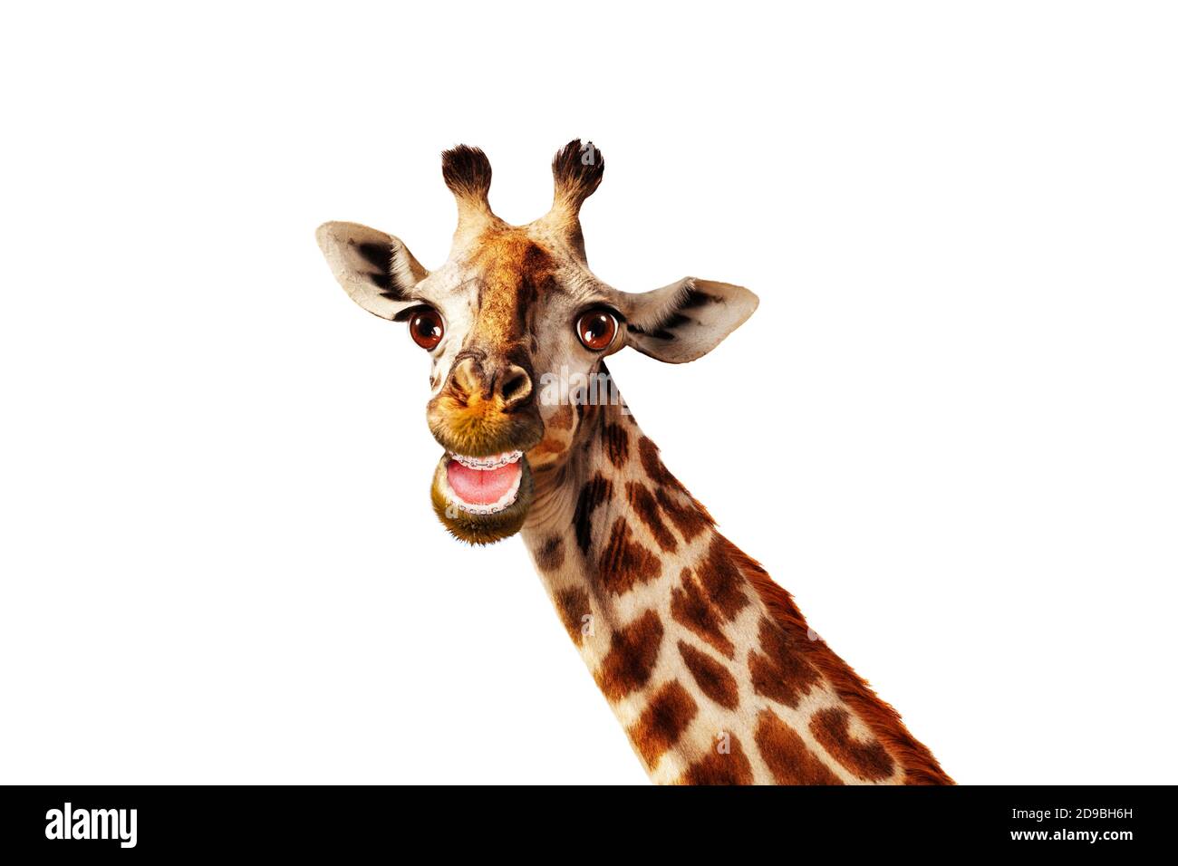 Funny photo of giraffe with open mouth and scarf hat isolated on white Stock Photo
