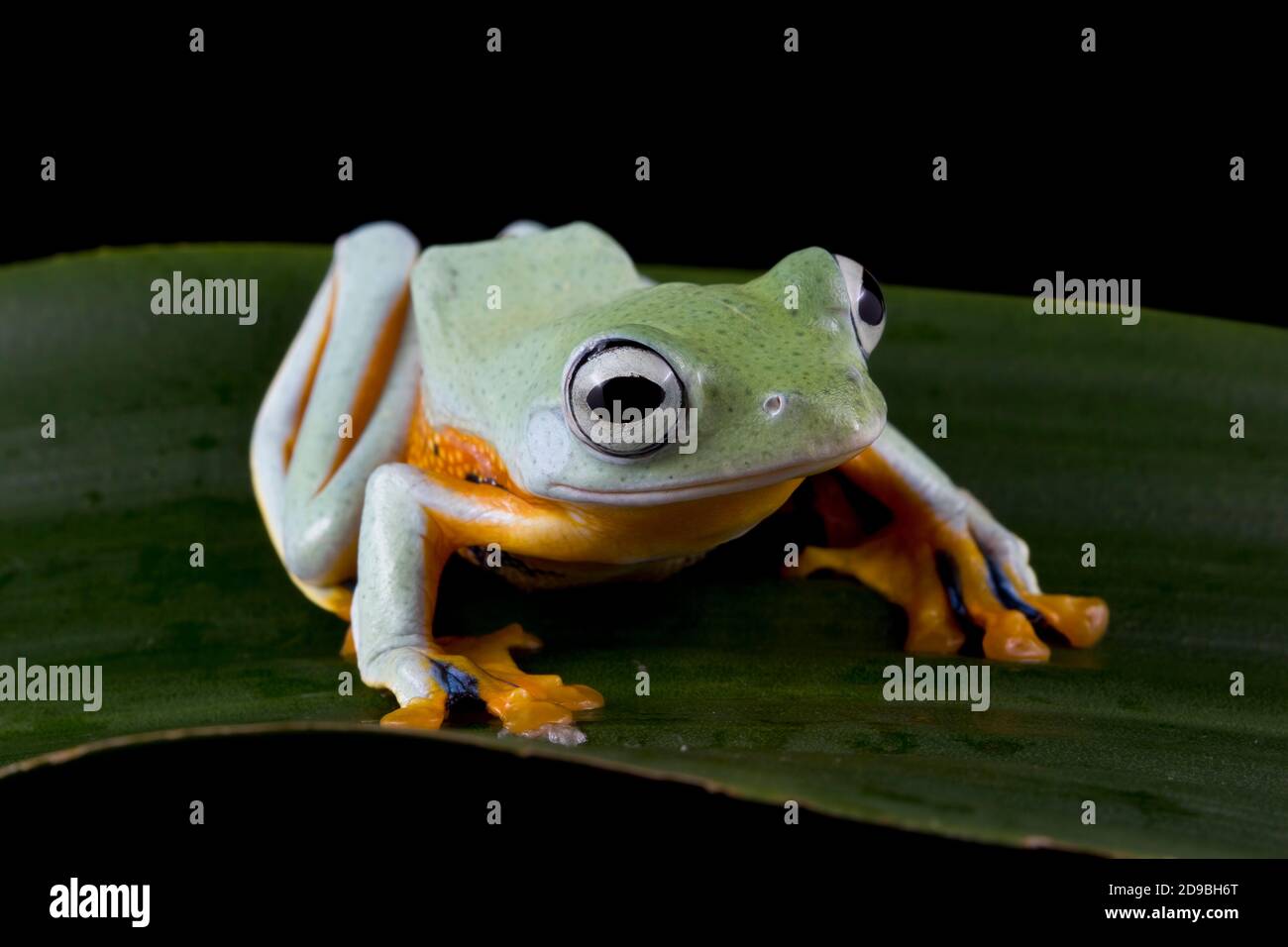 Javan tree frog on a leaf, Indonesia Stock Photo