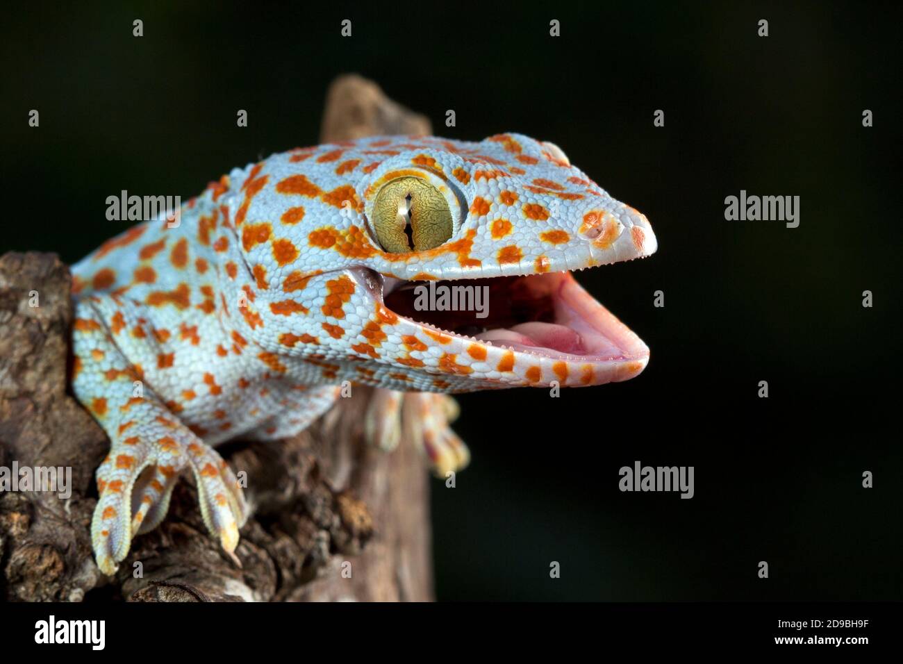 Close-up of a Tokek on a branch, Indonesia Stock Photo