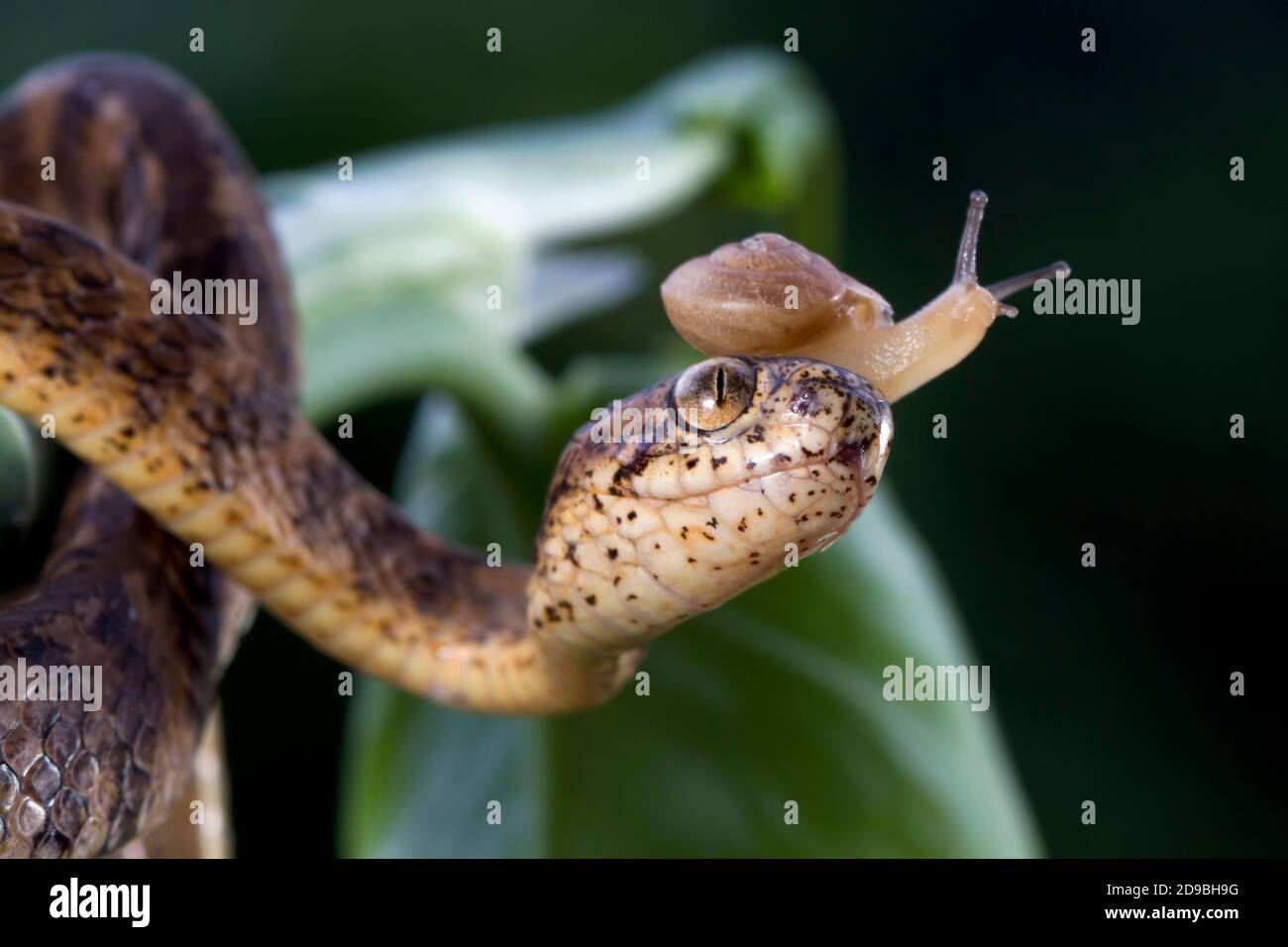 Keeled slugeating snake with a snail on its head, Indonesia Stock
