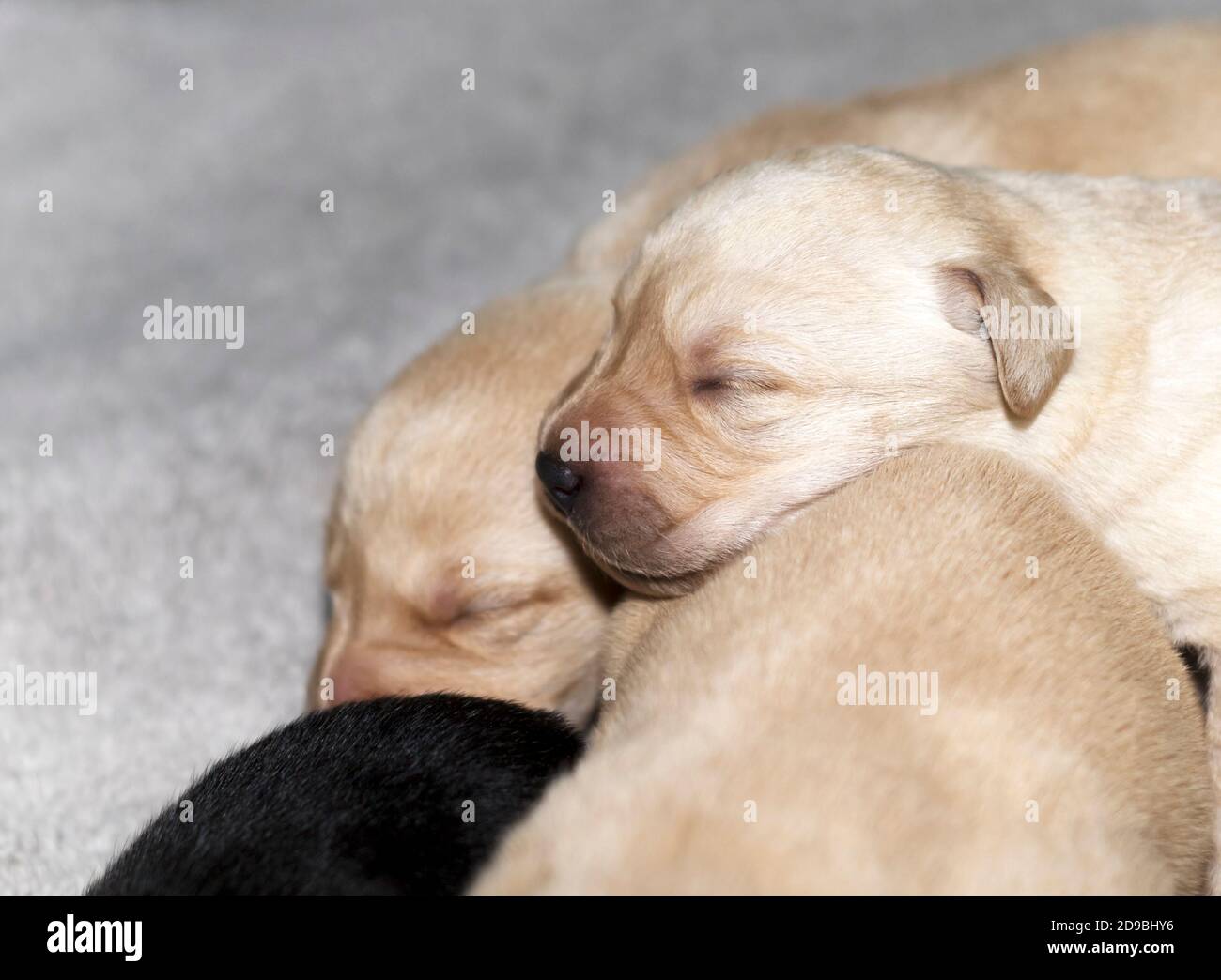 Newborn Golden Labrador puppies Stock Photo Alamy