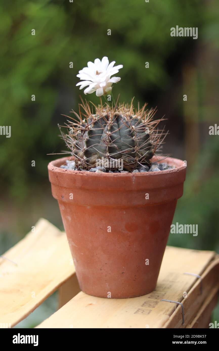 flower of ferocactus Stock Photo