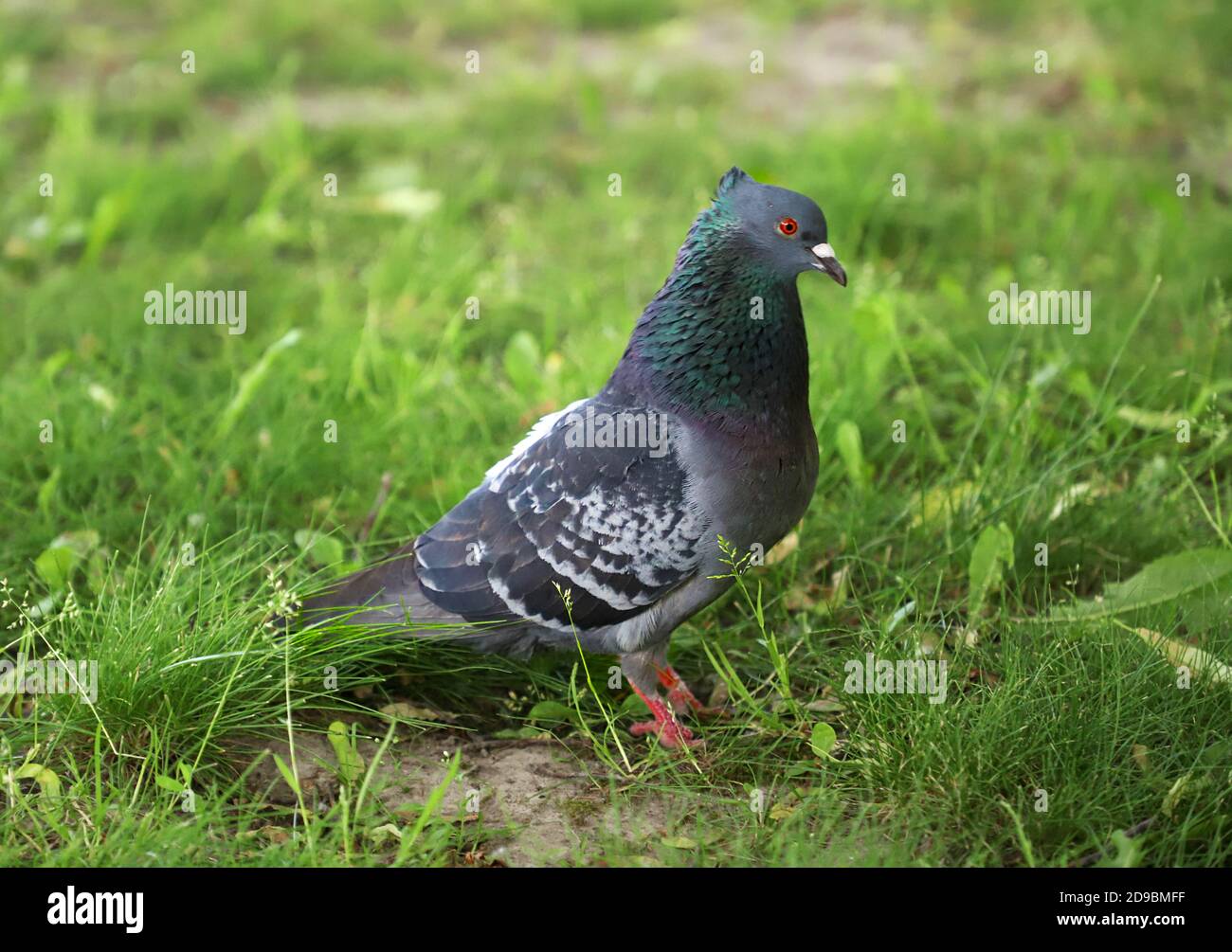 Male, colorful pigeon walking in the green grass, in a park. Close up,  wildlife Stock Photo - Alamy