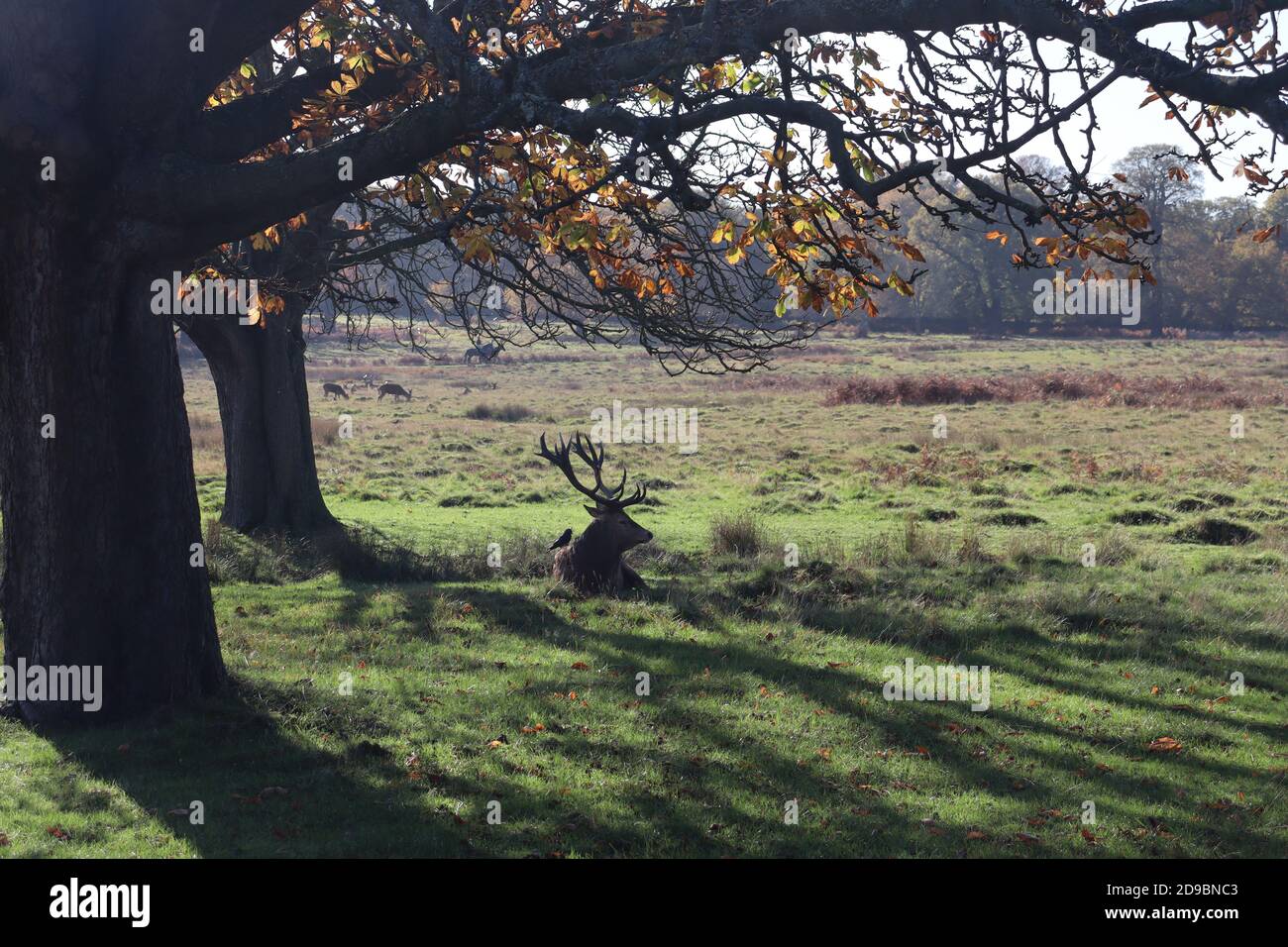 Deer in Richmond Park Stock Photo