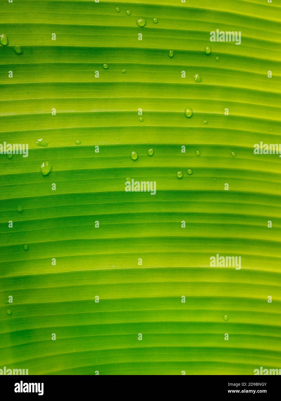 Bright green banana leaves with copy space Stock Photo