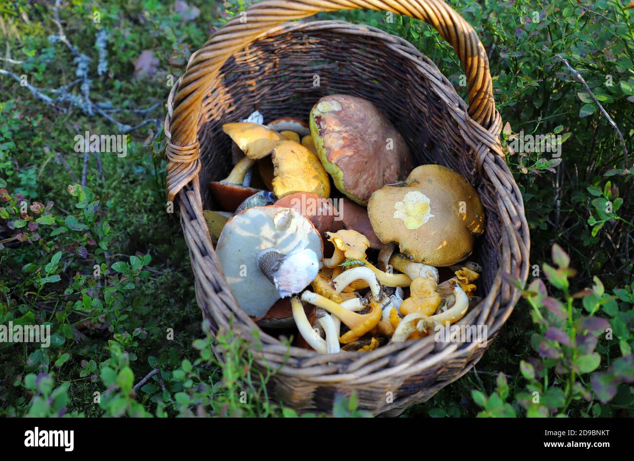 Pile of bio mushroom in a wooden busket collected in the forest Stock Photo