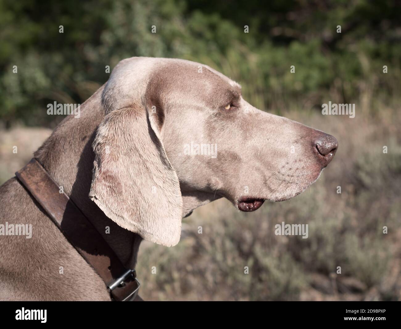 Close up of Weimaraner dog posing in a lavender field. Stock Photo