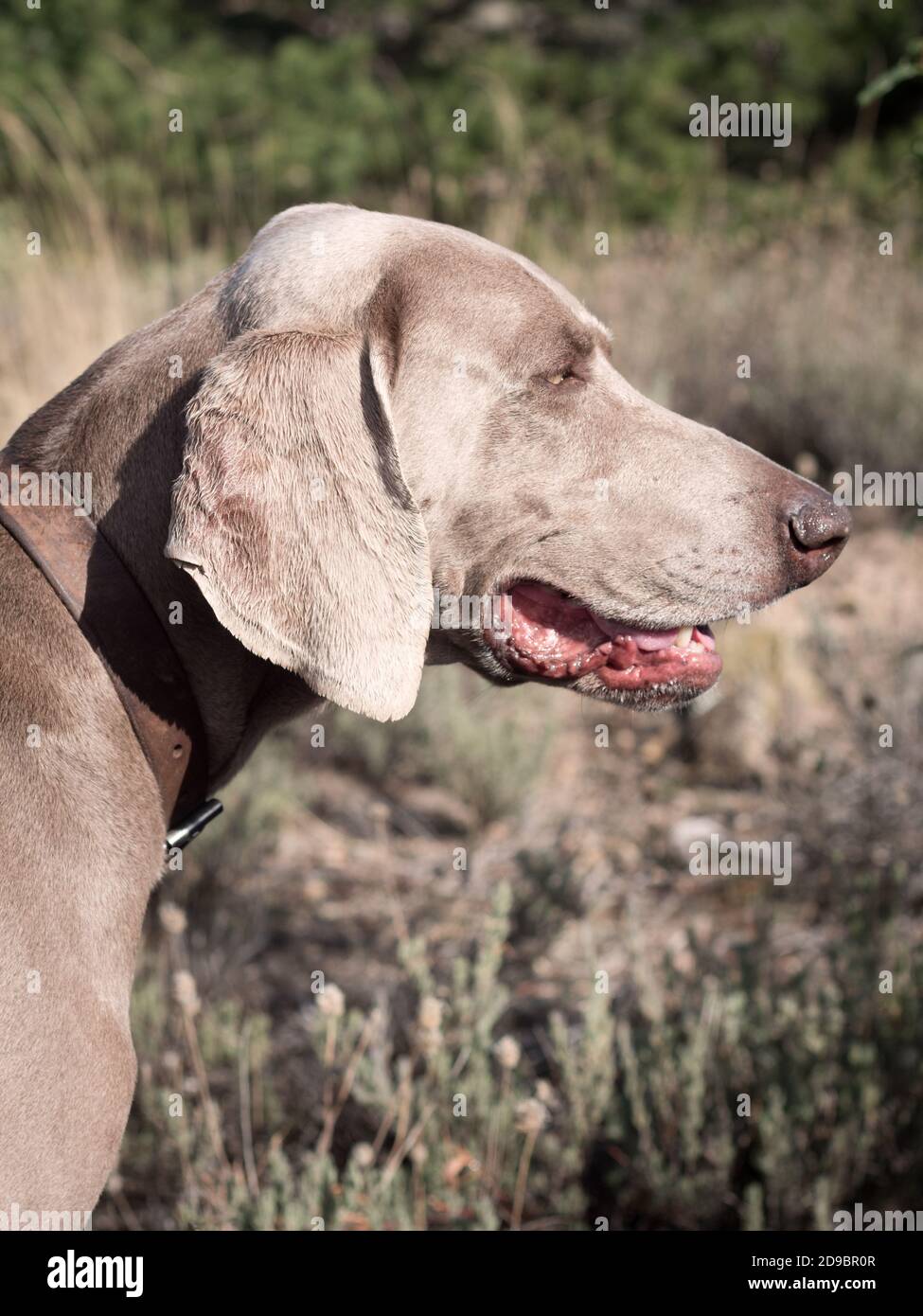 Vertical Close up of Weimaraner dog posing in lavender field. Stock Photo