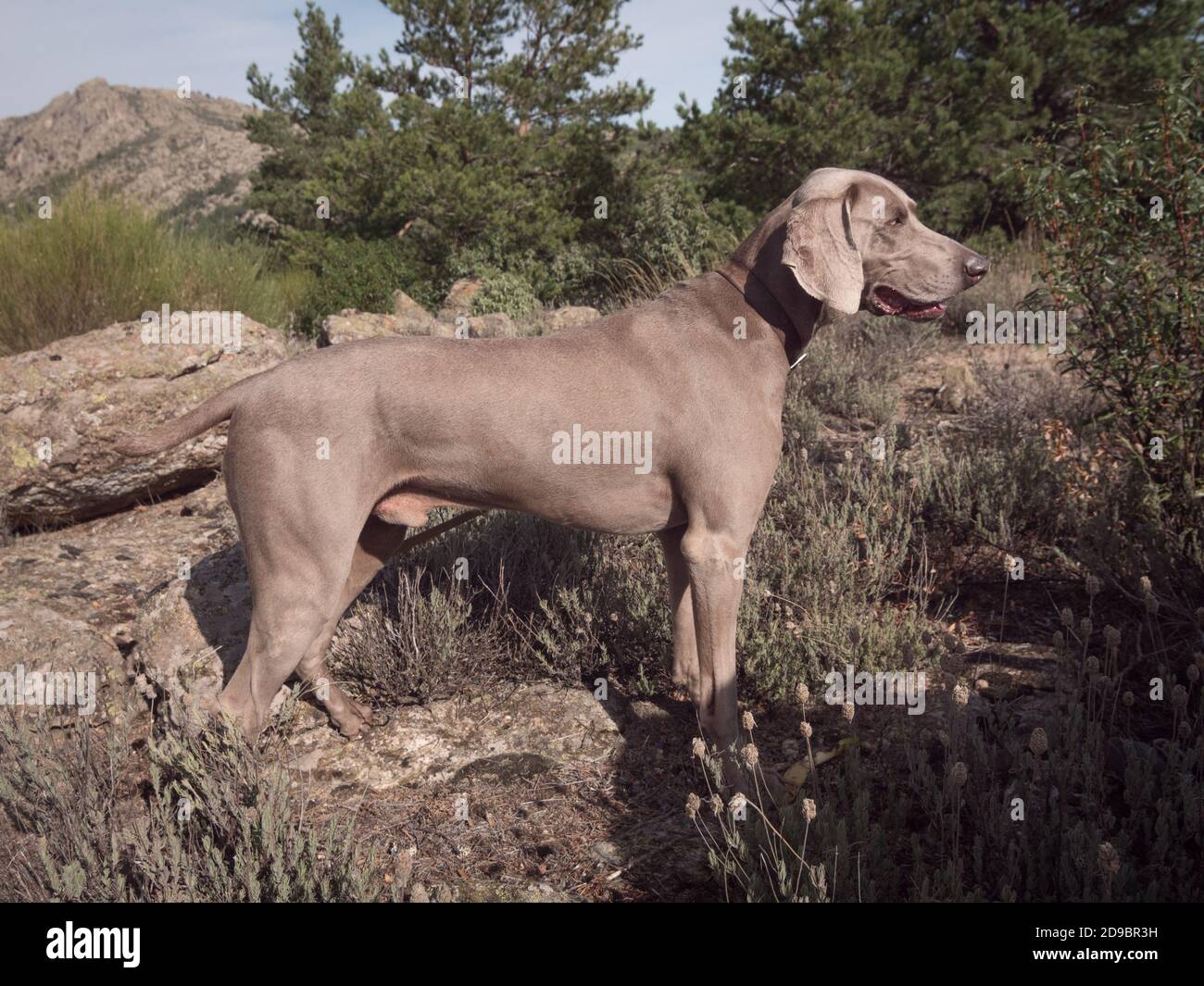 Weimaraner dog ready for the walk in the mountains of Madrid (Spain). Stock Photo