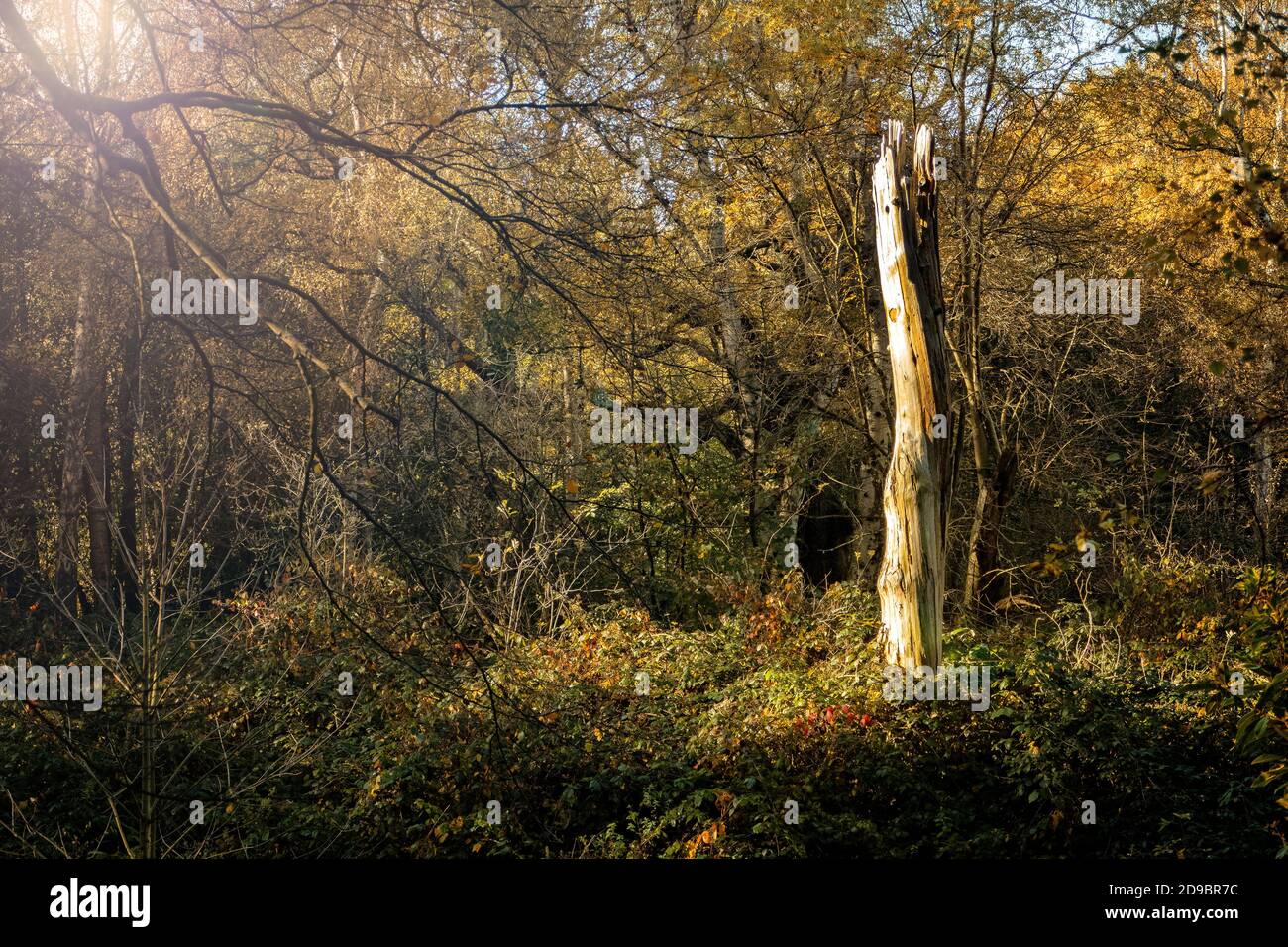 Hampstead Heath in Autumn Stock Photo