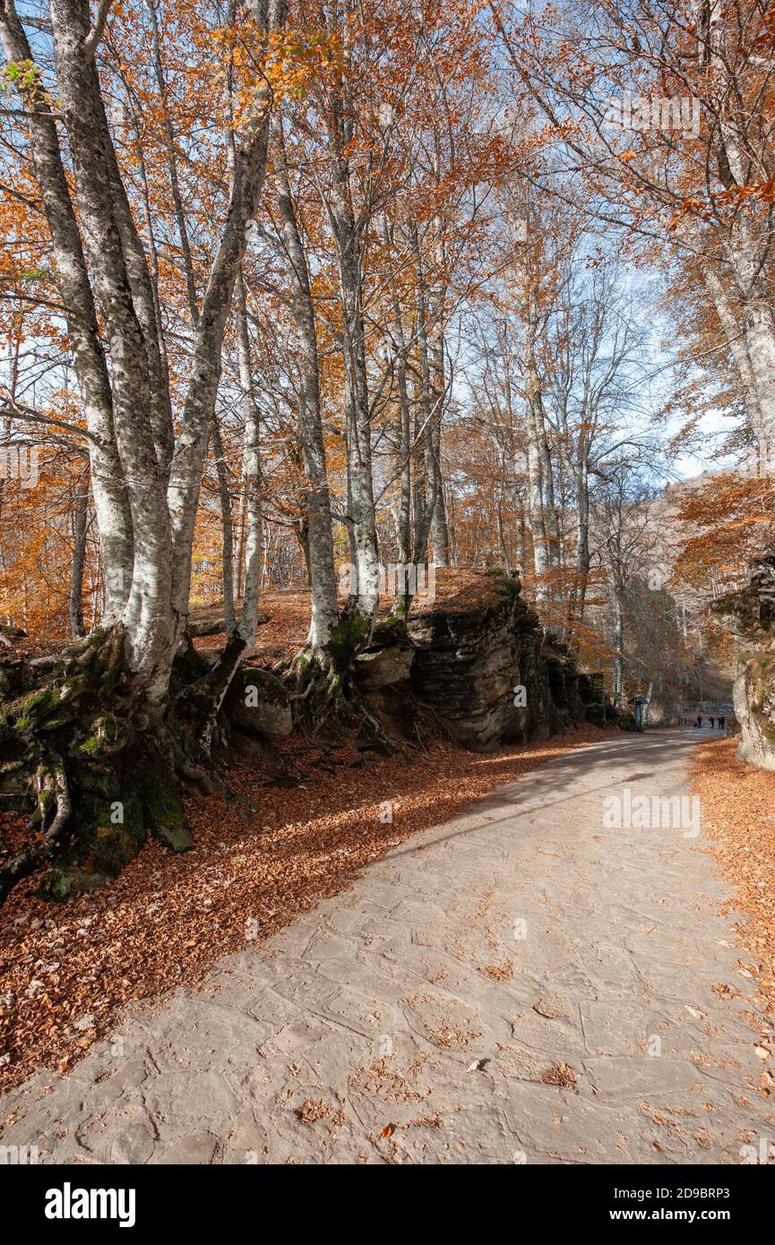 The forest trail that leads to the Franciscan Sanctuary of La Verna, Tuscany, Italy. Stock Photo