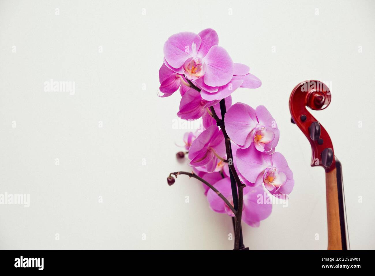 Bending violin fretboard and orchid flower on white background. Abstract composition combining the beauty of nature and art Stock Photo
