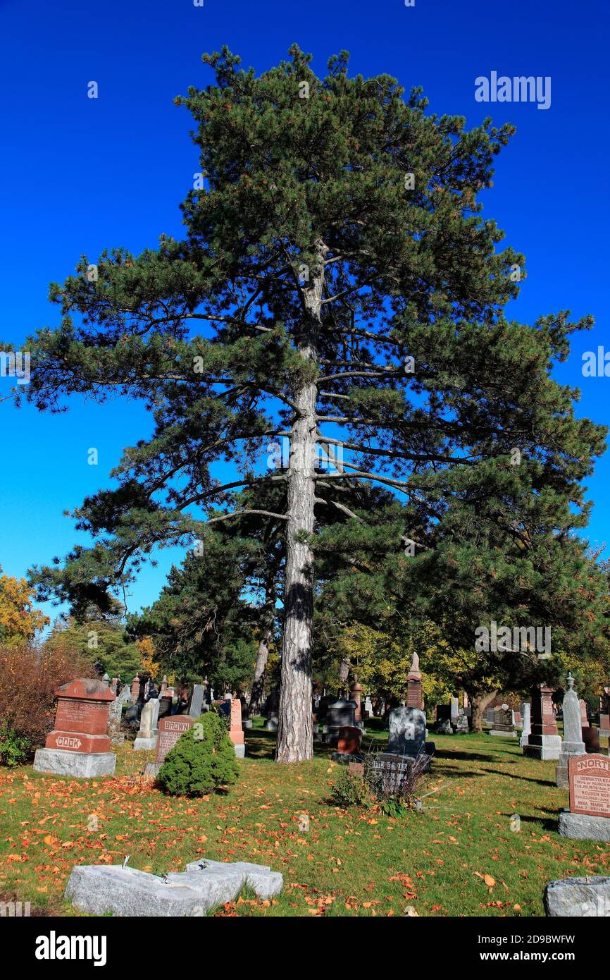 coniferous tree against blue sky Stock Photo