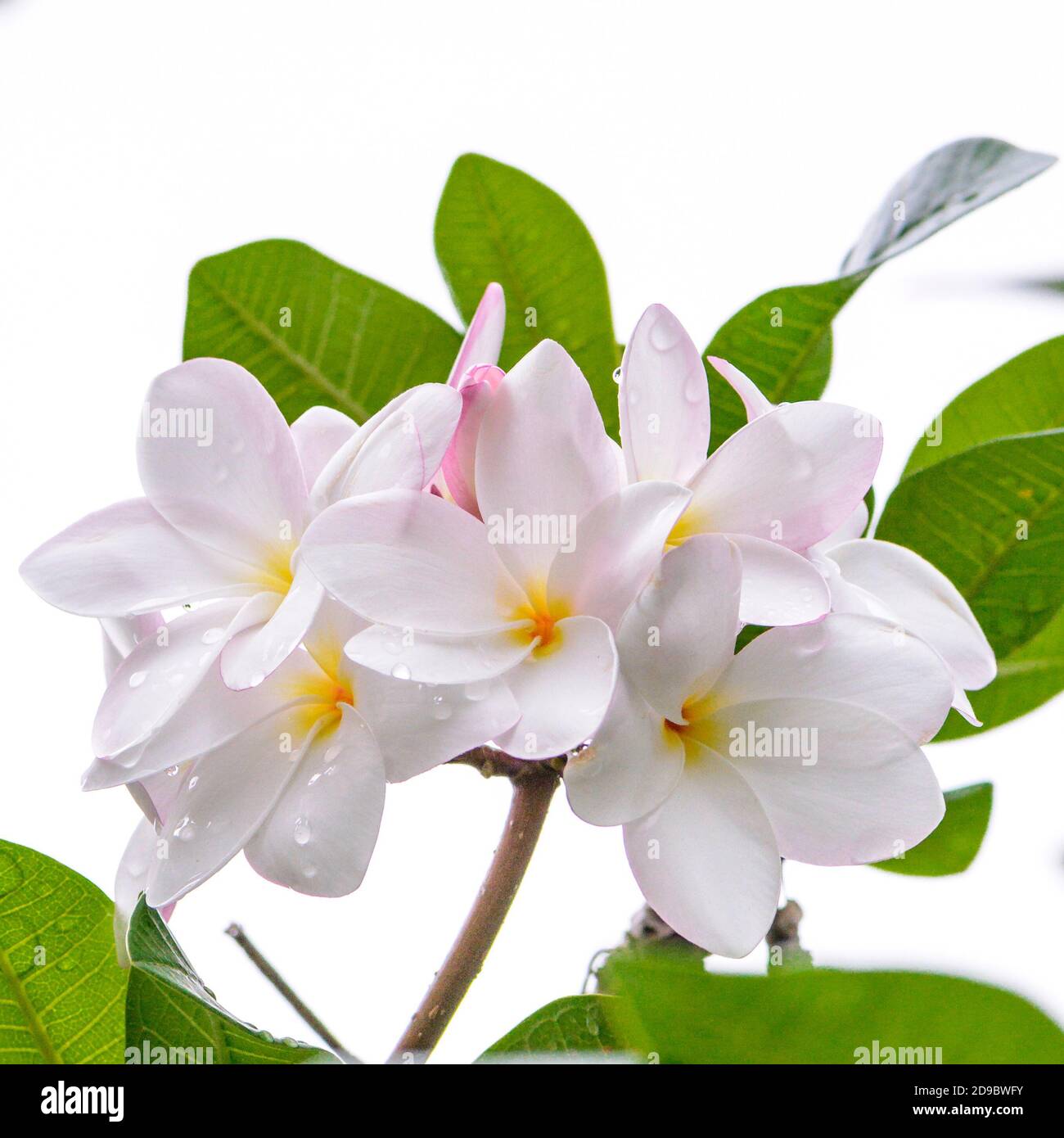 white plumeria or frangipani flowers Stock Photo