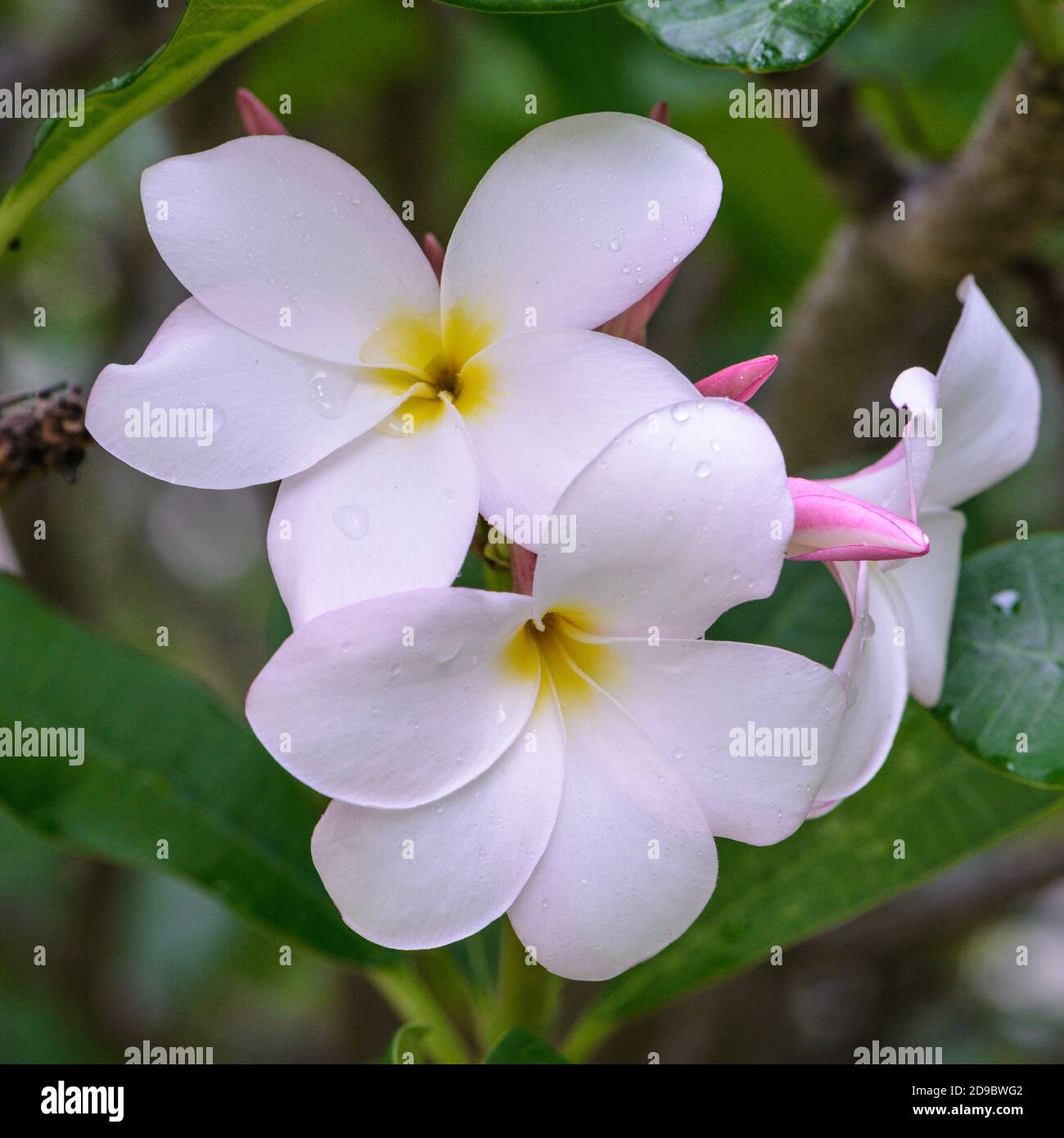 white plumeria or frangipani flowers Stock Photo