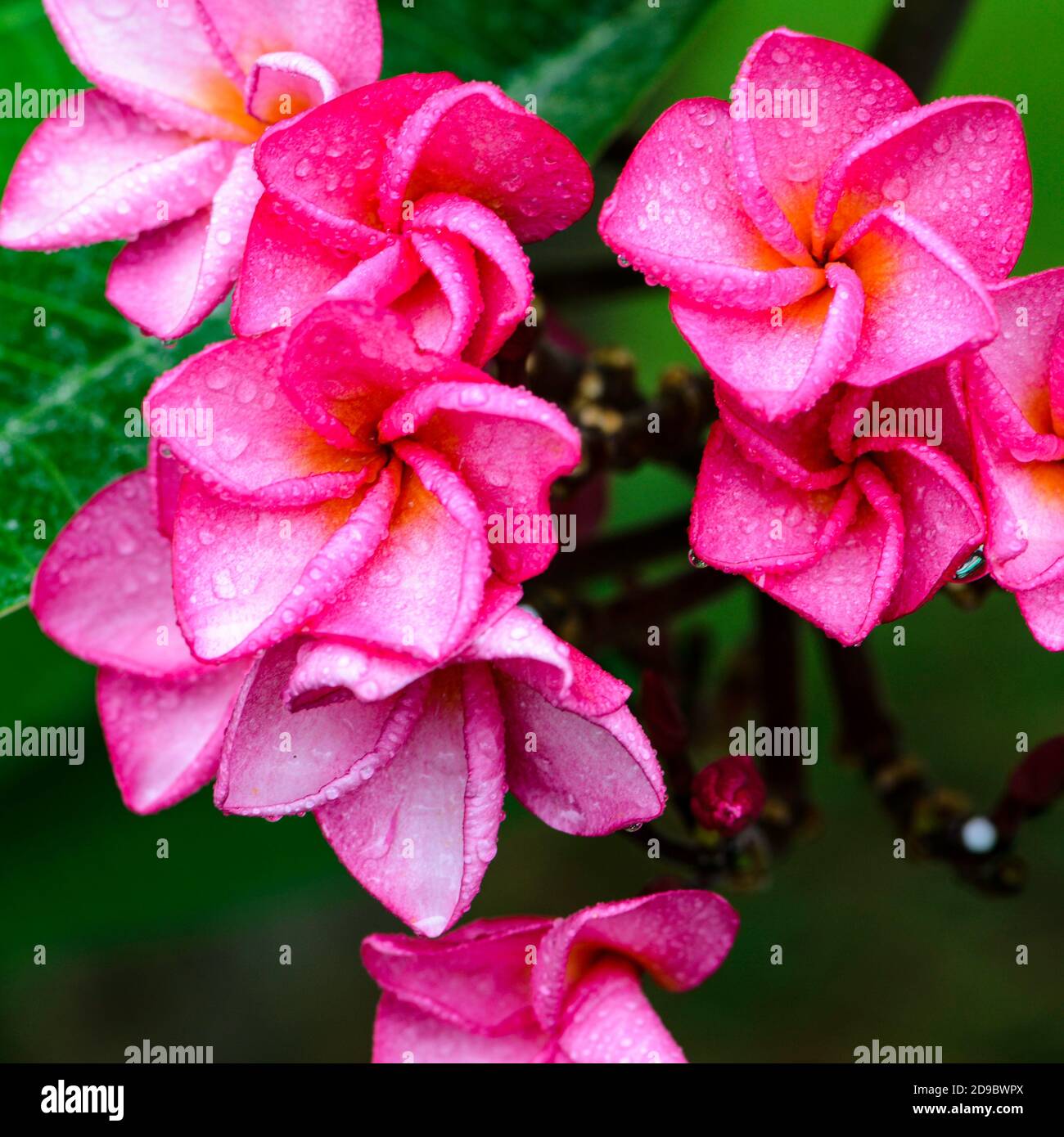 Pink plumeria or frangipani flowers Stock Photo