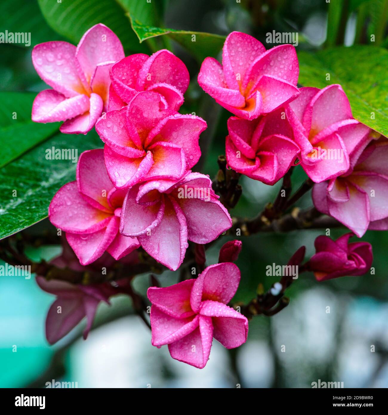Pink plumeria or frangipani flowers Stock Photo