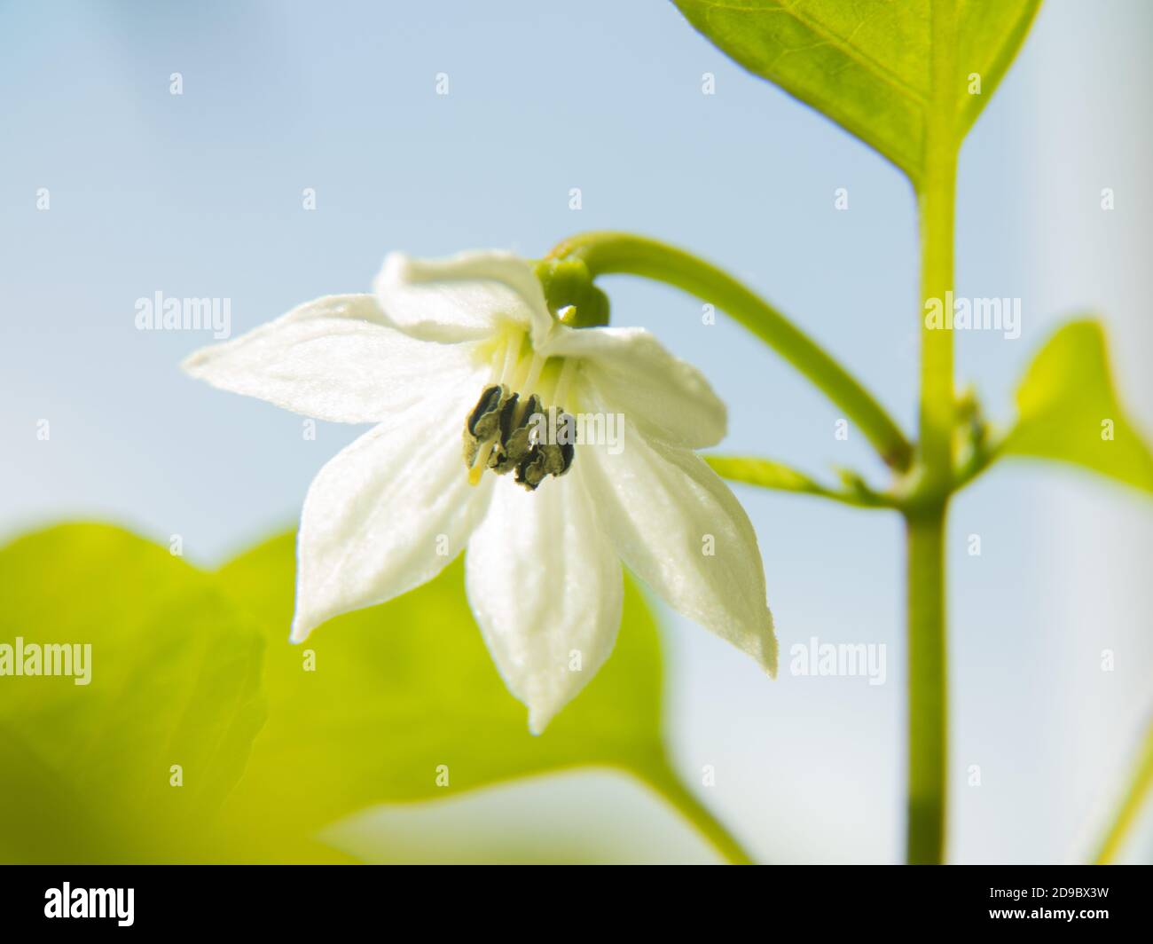 macro photo of a blooming chili pepper flower. white Bud blooms Stock