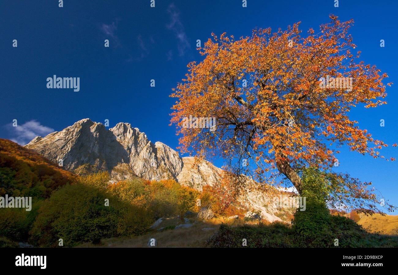 a beech tree in the Capocatino plateau framing the Roccandagia peak of ...