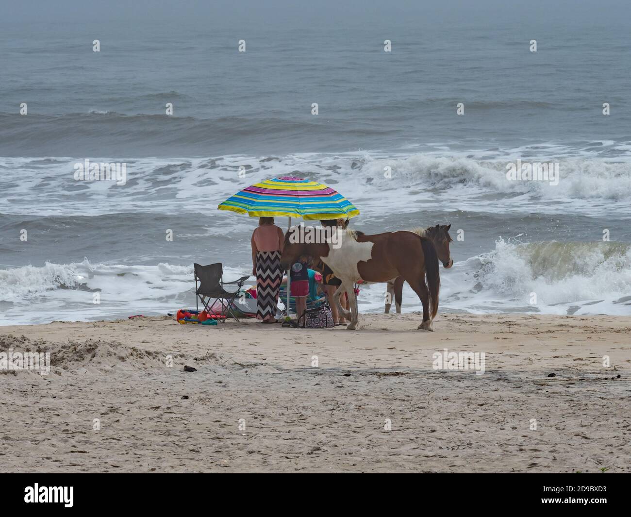 Assateague Island National Seashore Stock Photo Alamy