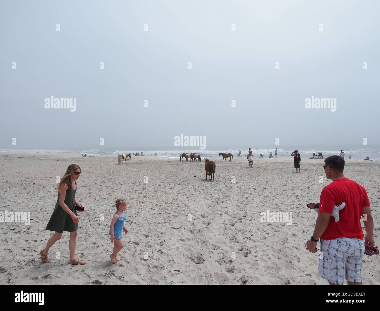 Assateague Island National Seashore Stock Photo Alamy