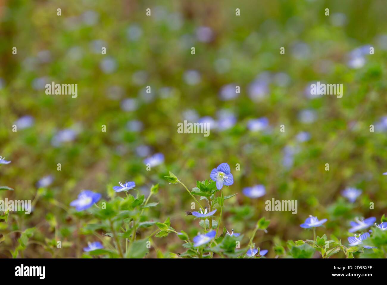 Close up of blue flowers of corn speedwell with selective focus and copy space, also called veronica arvensis or Feld Ehrenpreis Stock Photo