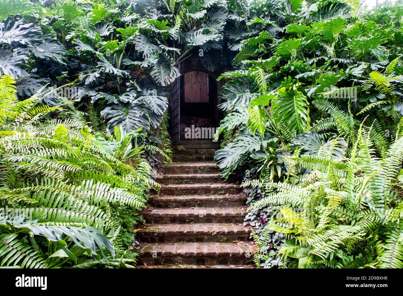 Secret doors with stone stairs surrounded by dense fern and monstera (Monstera deliciosa) green leaves, hidden entrance to the bunker in Fort Canning Stock Photo