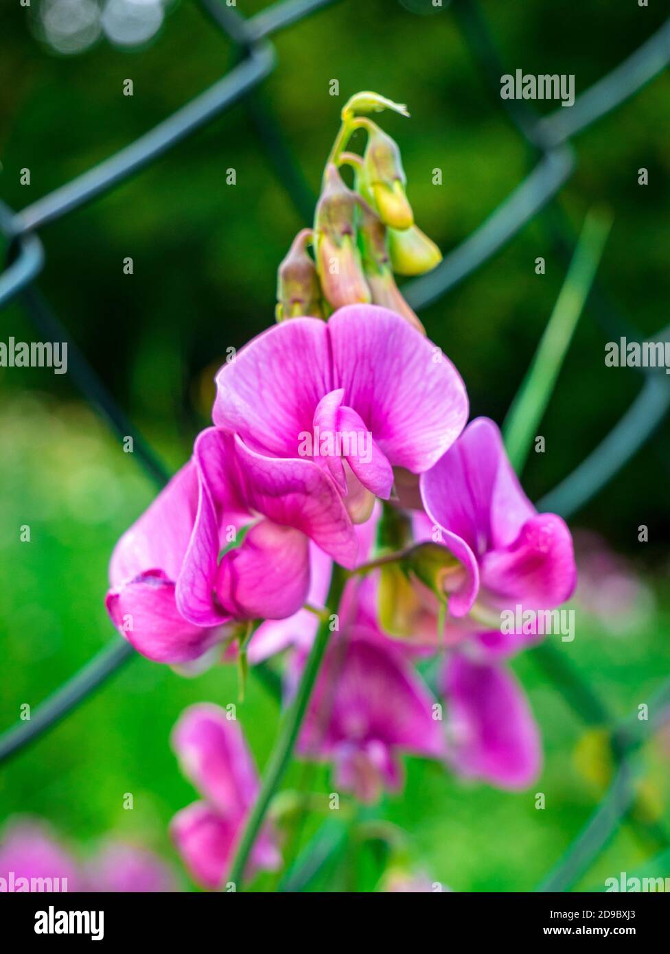 Close up of blooming sweet pea (Lathyrus tuberosus) with several buds, near a blurred wire fence in the background - Soft and selective focus Stock Photo